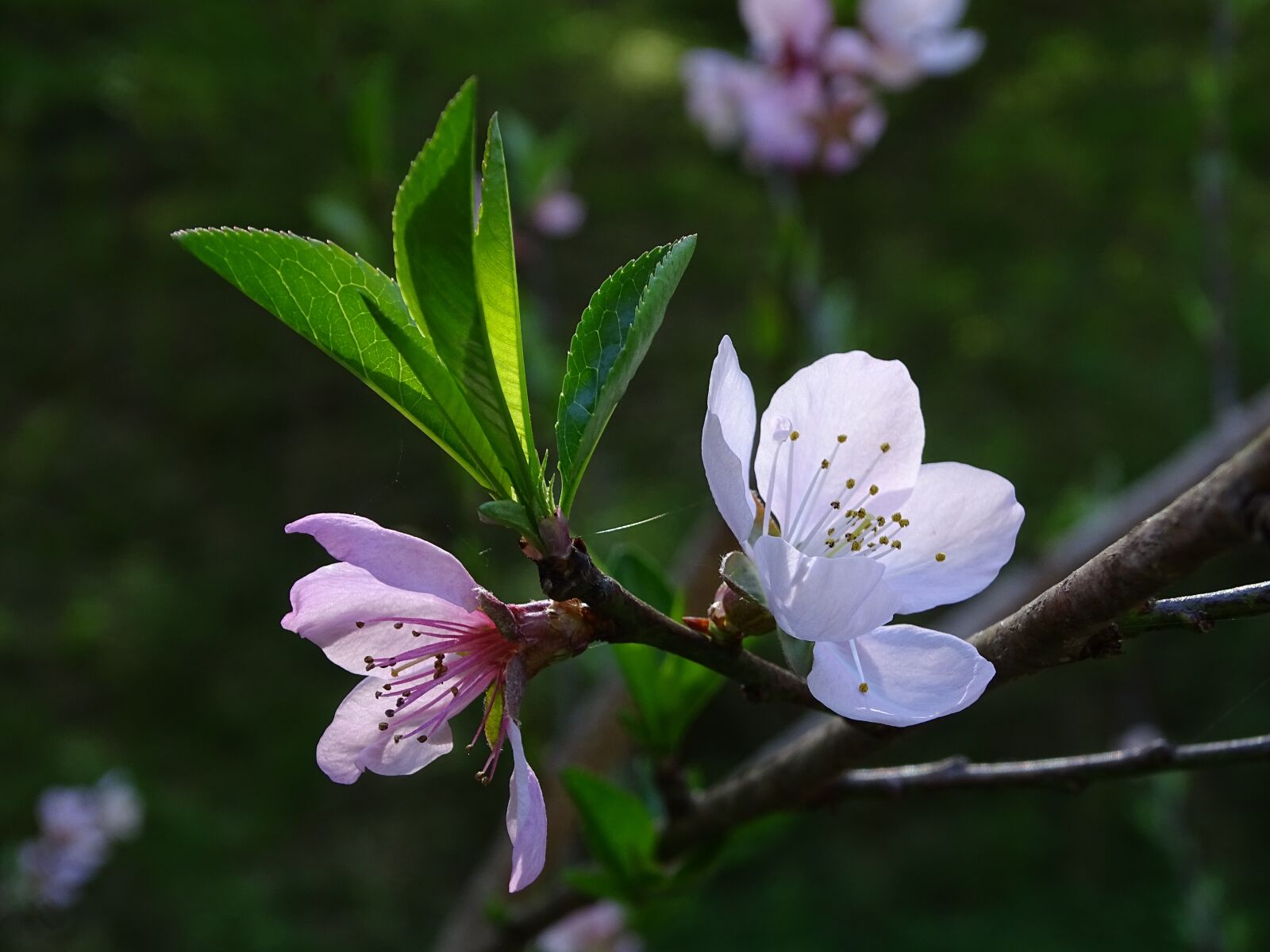 Sony Cyber-shot DSC-HX400V sample photo. Flower, tree, flowering tree photography