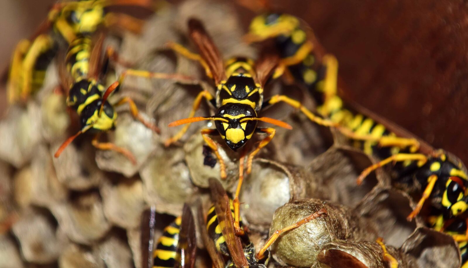 Nikon D3300 sample photo. Nature, nest, wasp, insect photography