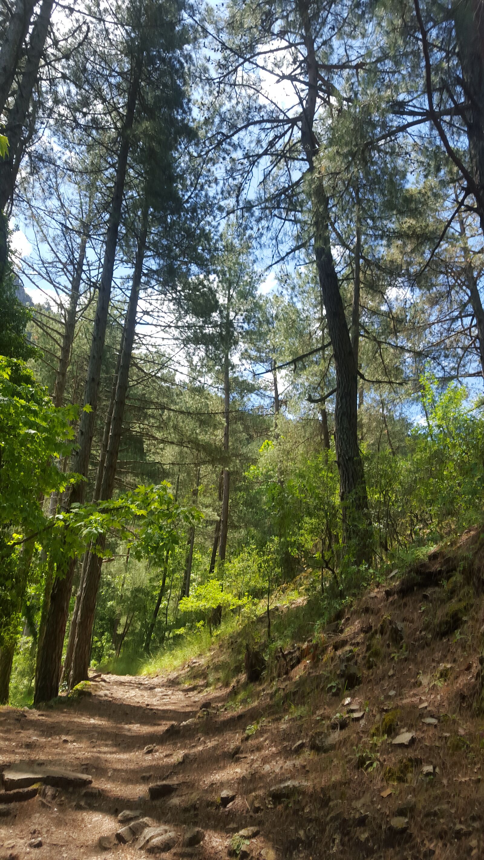 Samsung GALAXY S6 edge sample photo. Orman, ağaç, dal photography