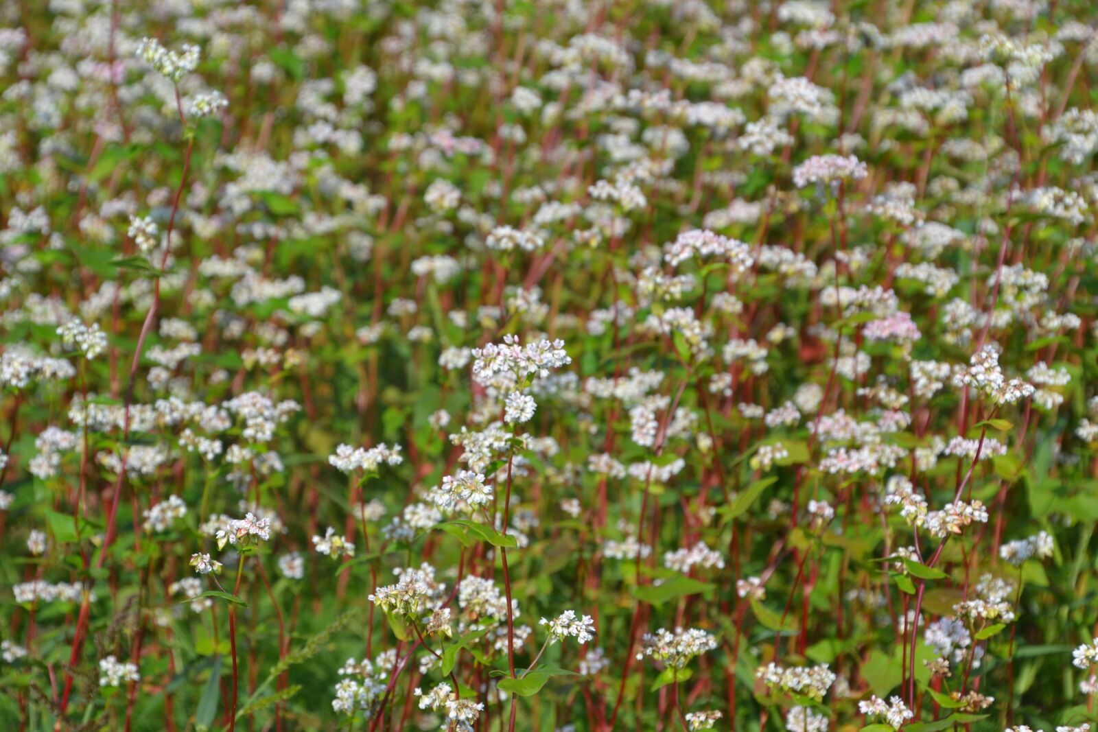 Nikon D3100 sample photo. Field, buckwheat, plant photography