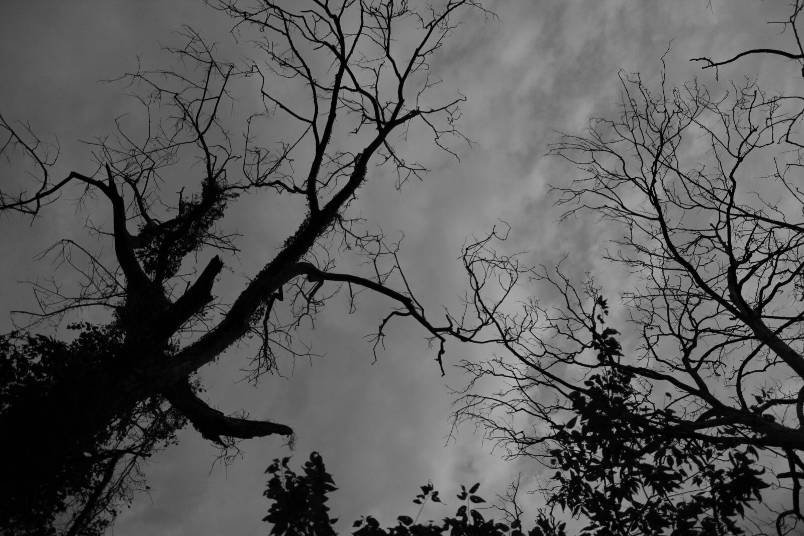 Canon EOS 550D (EOS Rebel T2i / EOS Kiss X4) sample photo. Black and white, silhouette photography