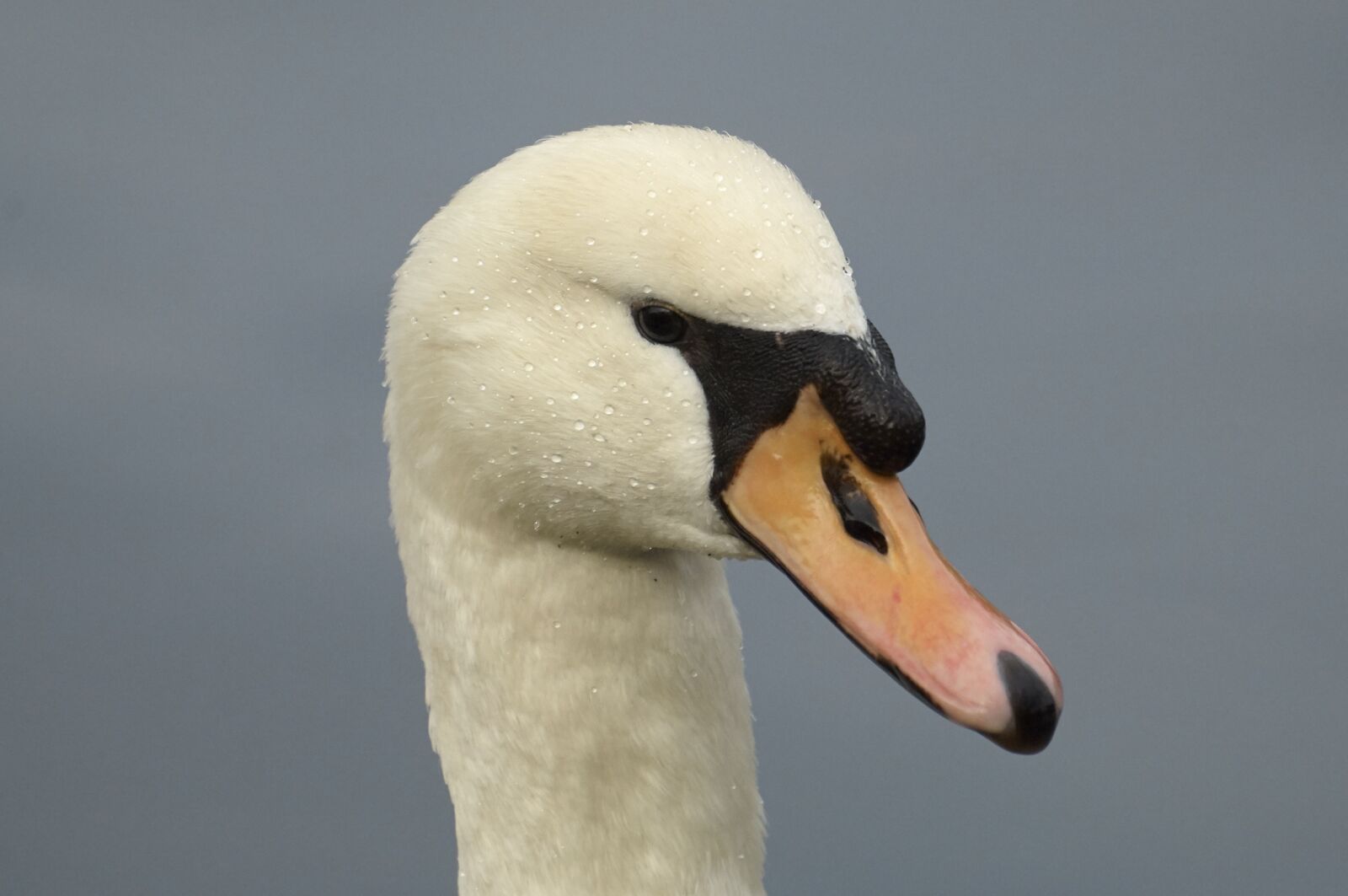 Nikon D2X sample photo. Swan, animal portrait, bird photography