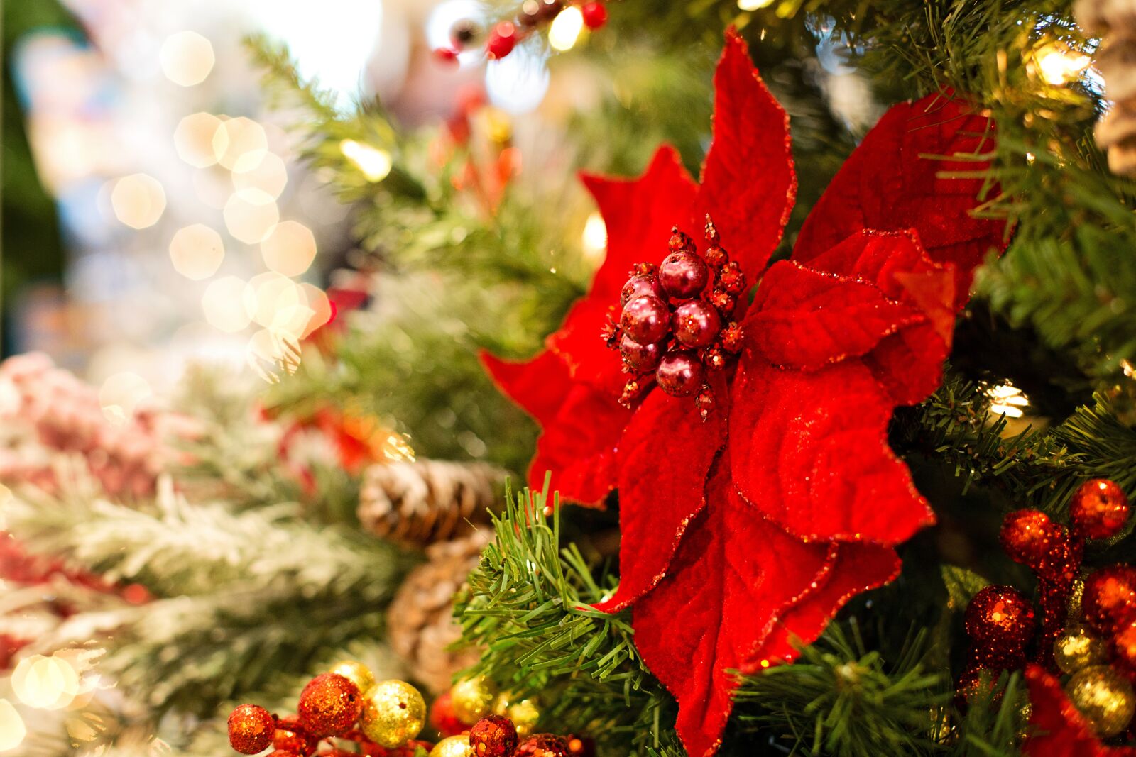 Canon EF 50mm F1.4 USM sample photo. Christmas, poinsettia, christmas tree photography