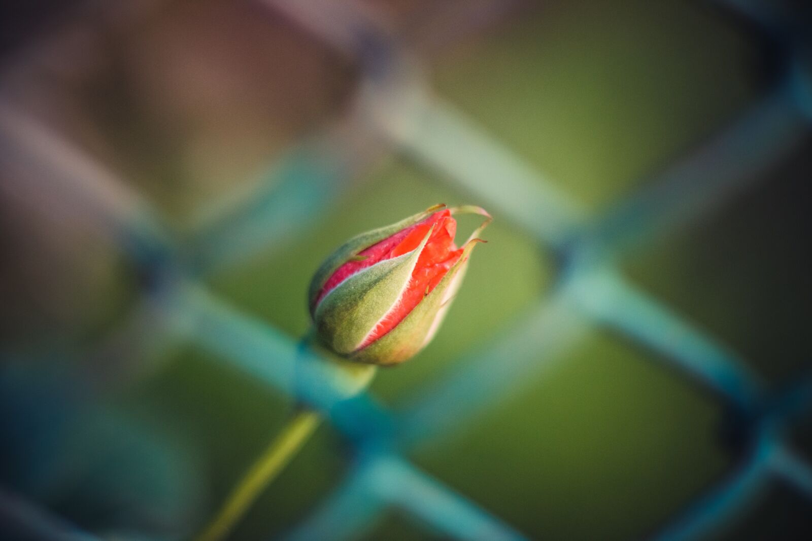 Canon EOS 70D + Canon EF 50mm F1.8 STM sample photo. Flowers, nature, flower photography