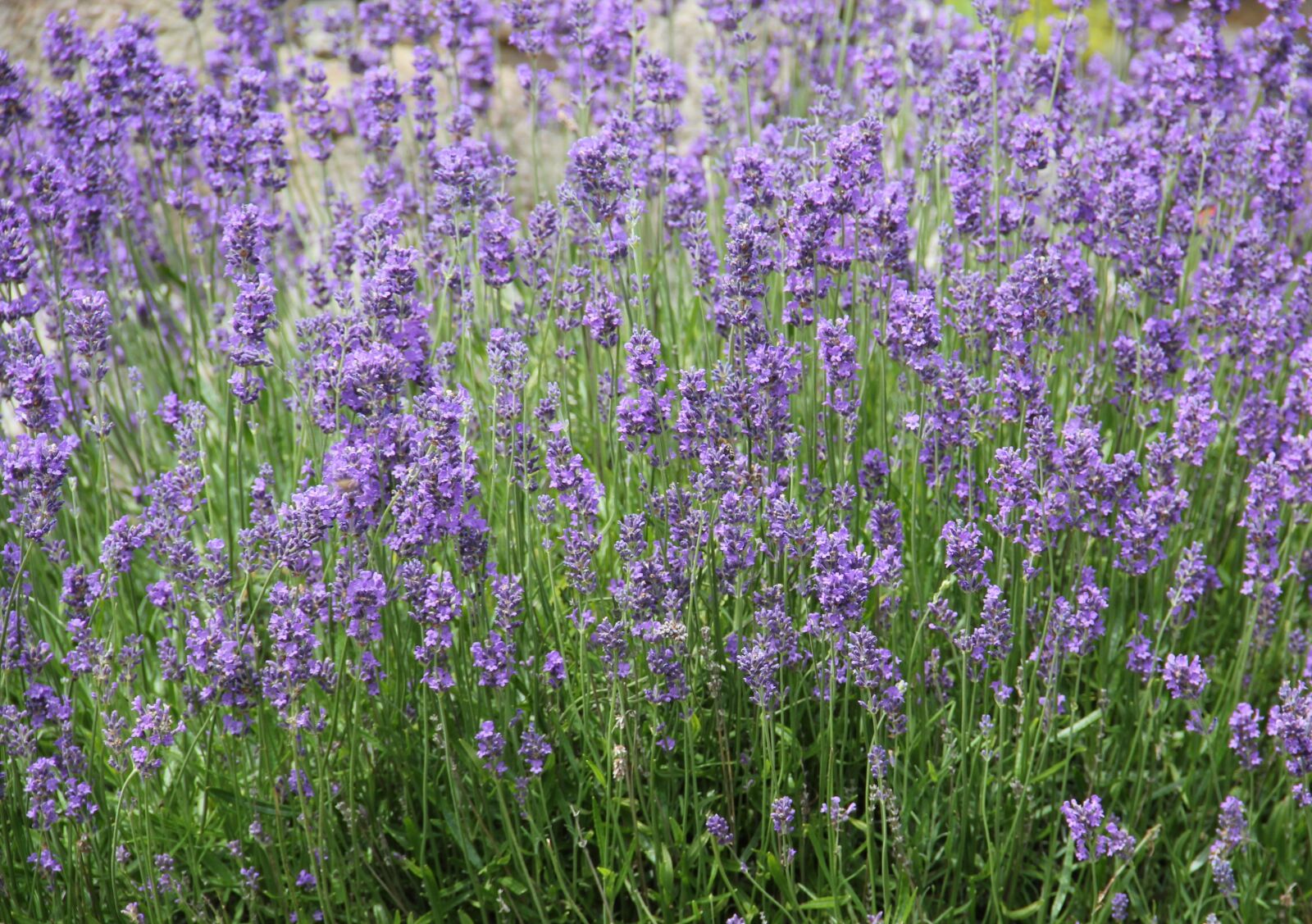 Canon EOS 550D (EOS Rebel T2i / EOS Kiss X4) sample photo. Lavender, violet, lavender bedding photography