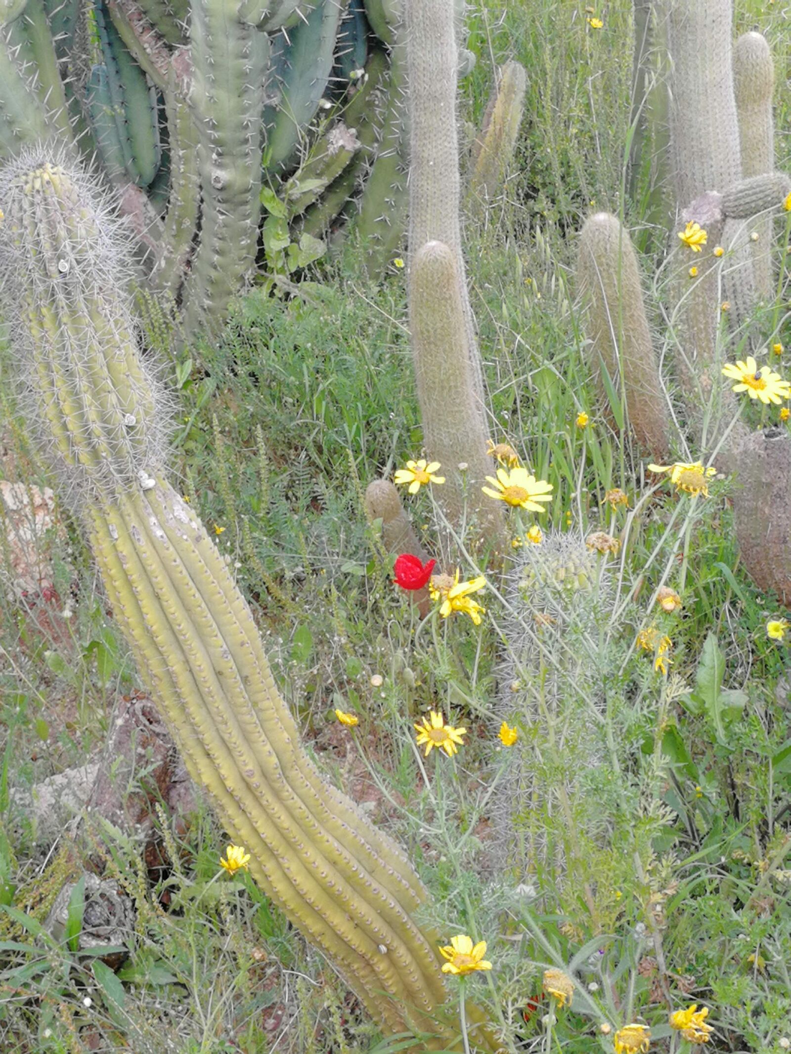 HUAWEI Honor 9 sample photo. Cactus, nature, thorns photography