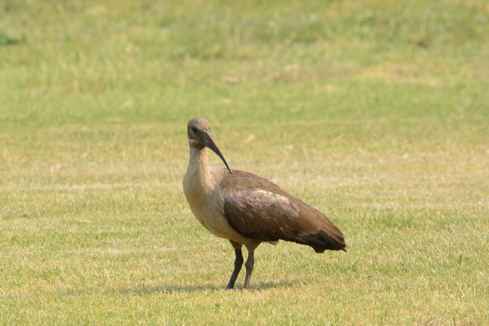 Nikon D5200 sample photo. Wildlife, animal, nature photography