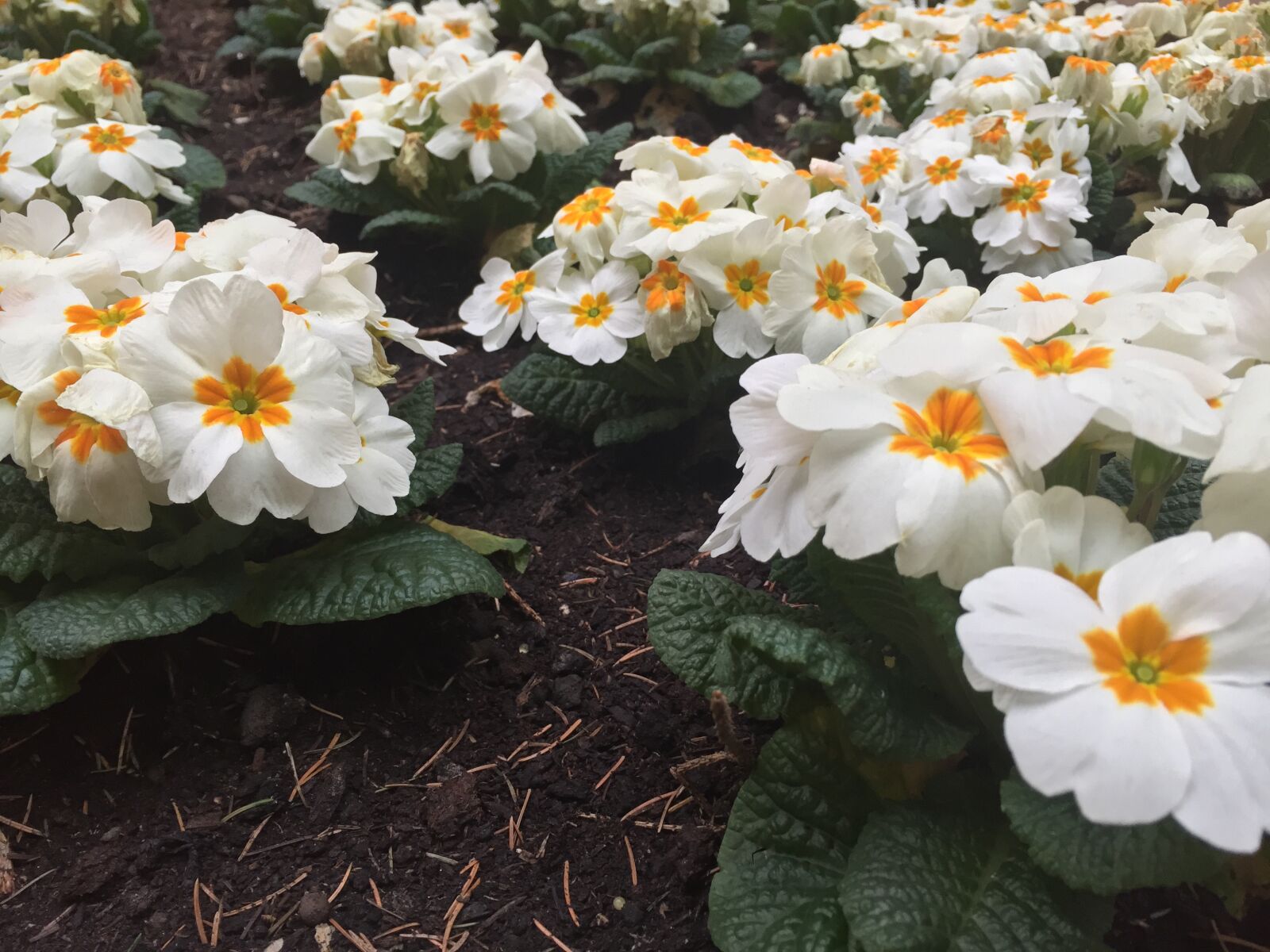 Apple iPhone 6 sample photo. Bed, of, flowers, flower photography