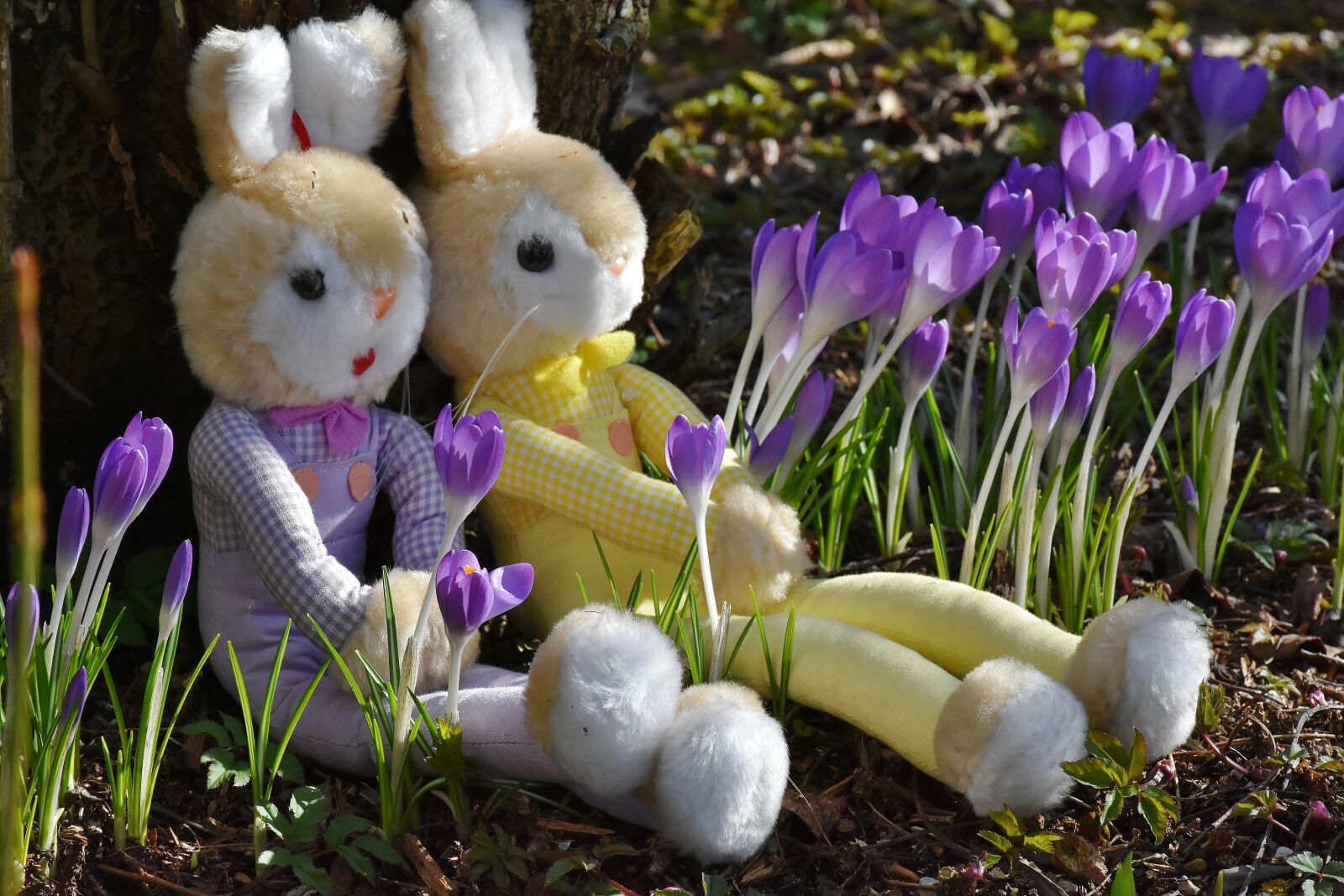 Nikon D7200 sample photo. Rabbit, crocus, easter photography