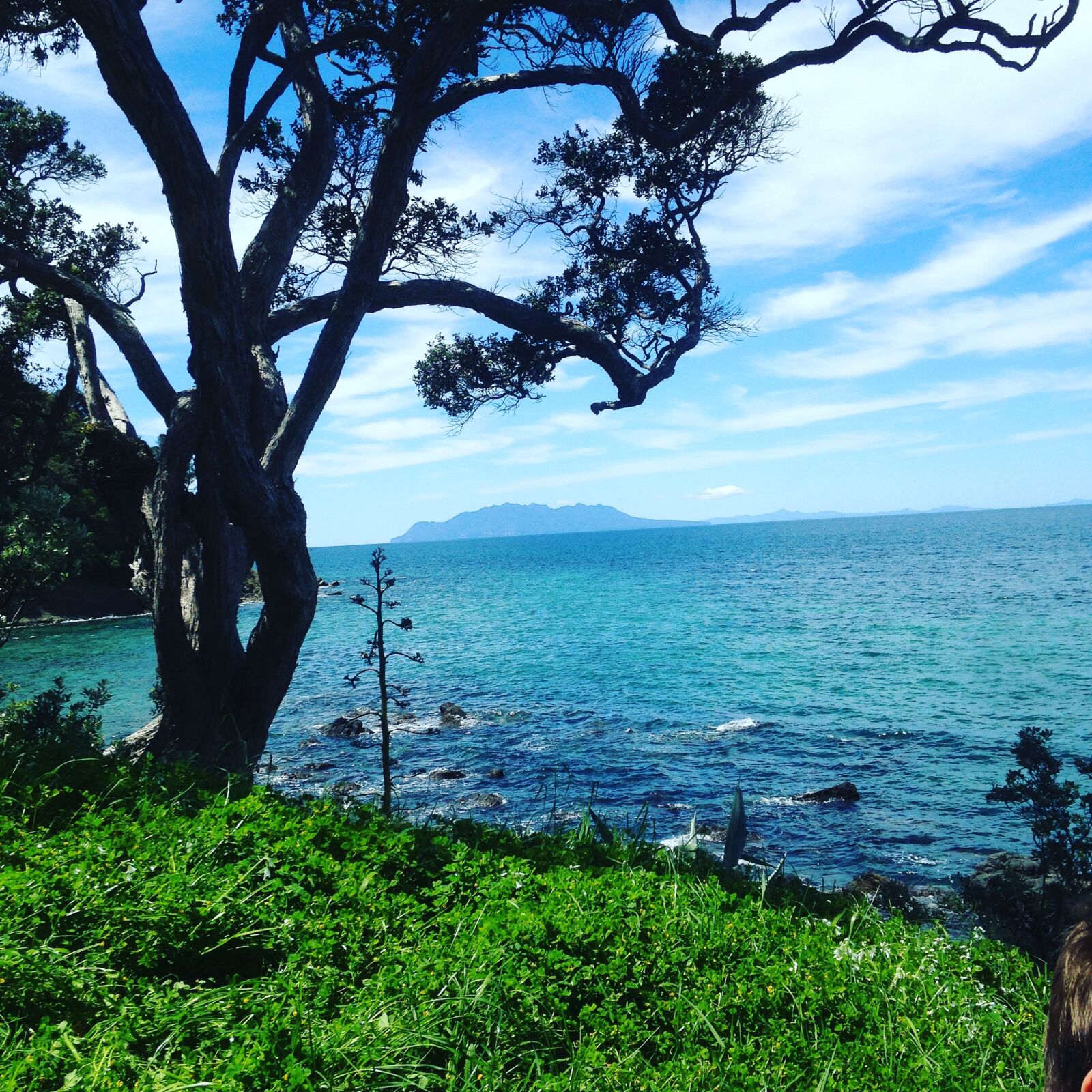 iPhone 5 back camera 4.12mm f/2.4 sample photo. Goat, island, new, zealand photography