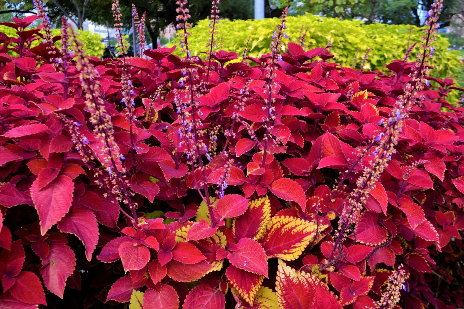 Nikon D3100 sample photo. Red coleus plants, garden photography