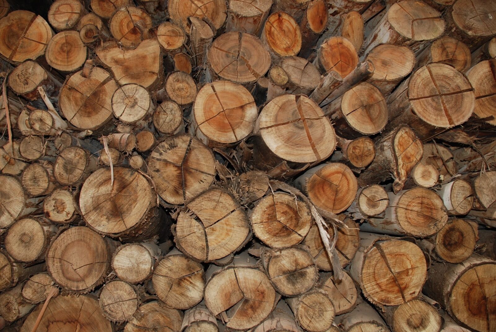 Nikon D80 sample photo. Wood, brown, trunk photography