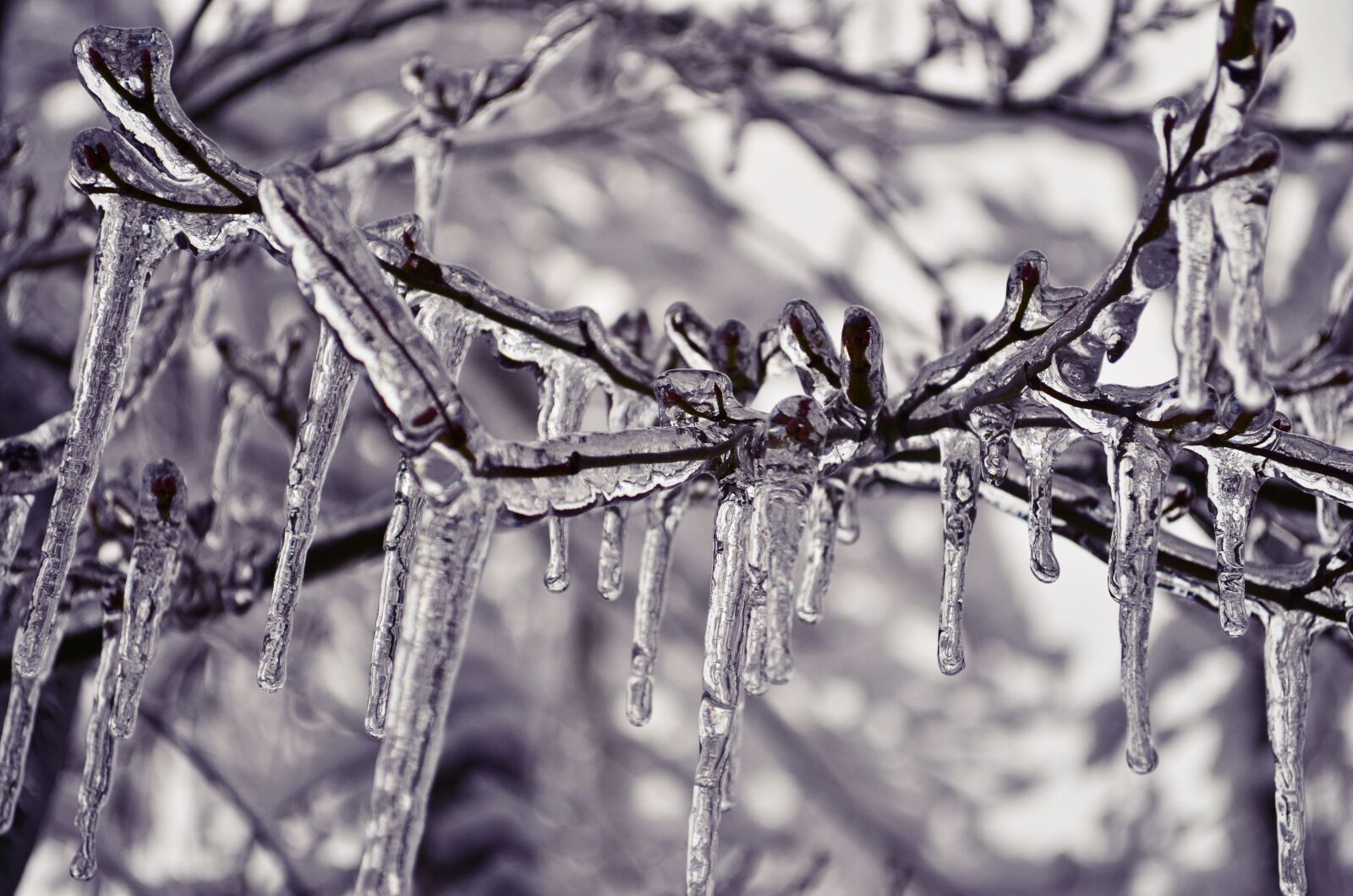 Nikon D5100 sample photo. Winter, cold, ice photography