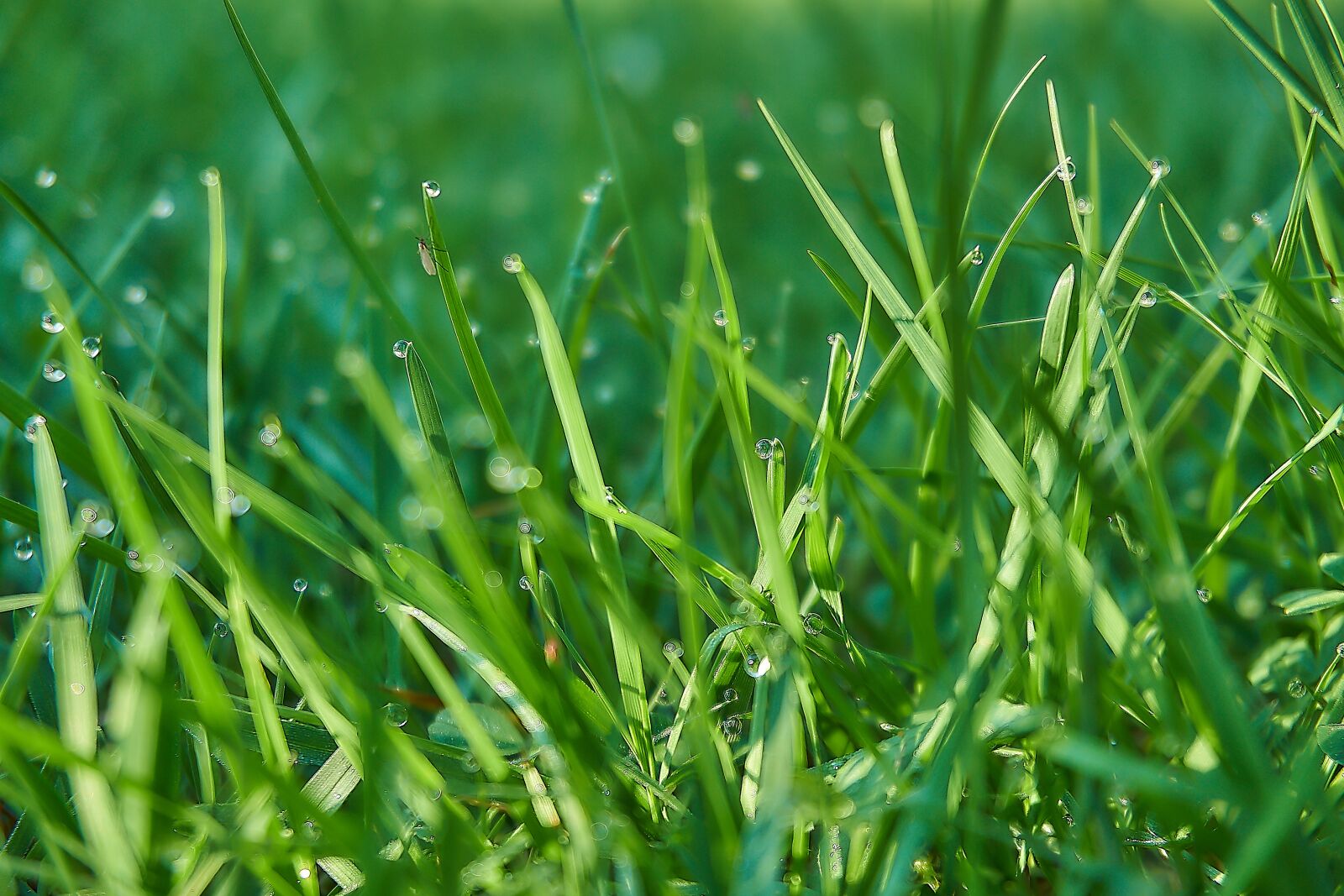 Sony a6000 sample photo. Grass, fly, blades of photography