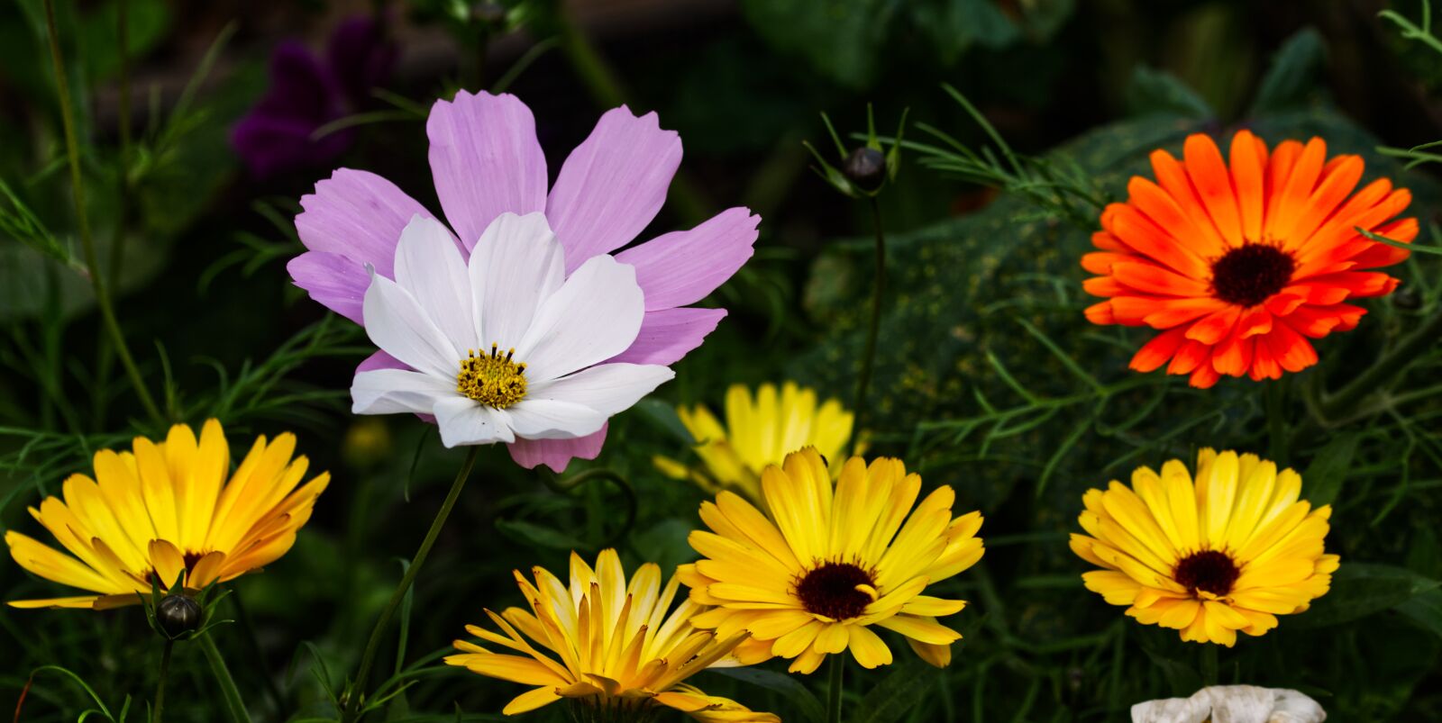 Nikon D5500 sample photo. Flower, blossom, bloom photography
