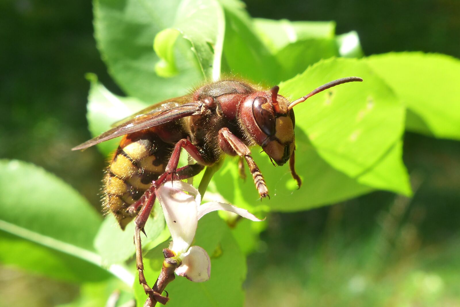 Panasonic Lumix DMC-FZ200 sample photo. Animals, invertebrates, insect photography