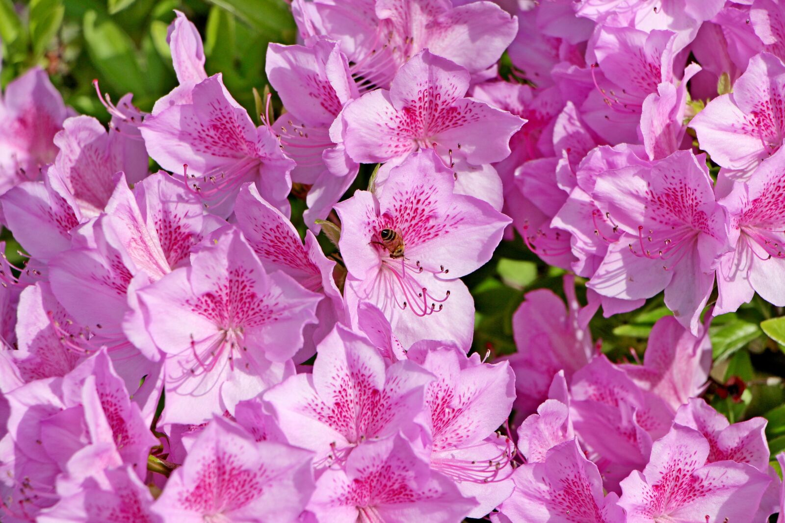 Canon EOS 650D (EOS Rebel T4i / EOS Kiss X6i) sample photo. Azalea, spring, azalea flowers photography