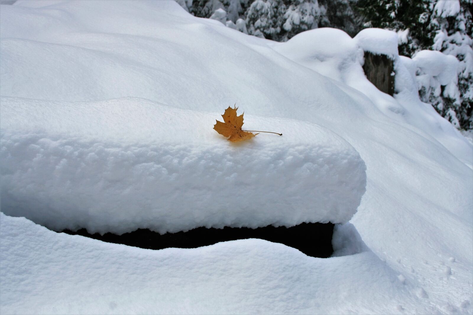 Canon EOS 400D (EOS Digital Rebel XTi / EOS Kiss Digital X) sample photo. Last, maple leaf, beauty photography