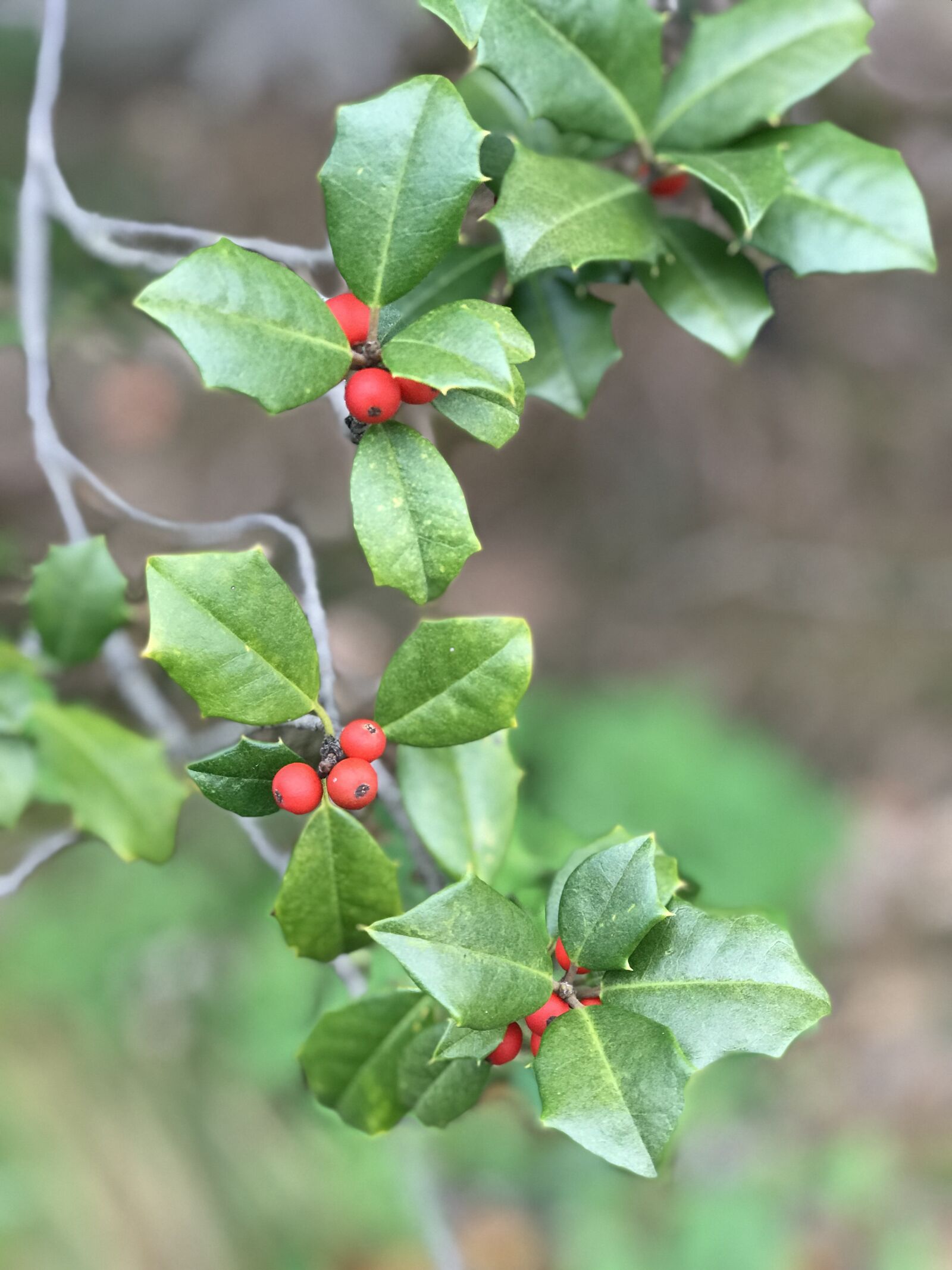 iPhone 7 Plus back dual camera 6.6mm f/2.8 sample photo. Holly, christmas decoration, xmas photography