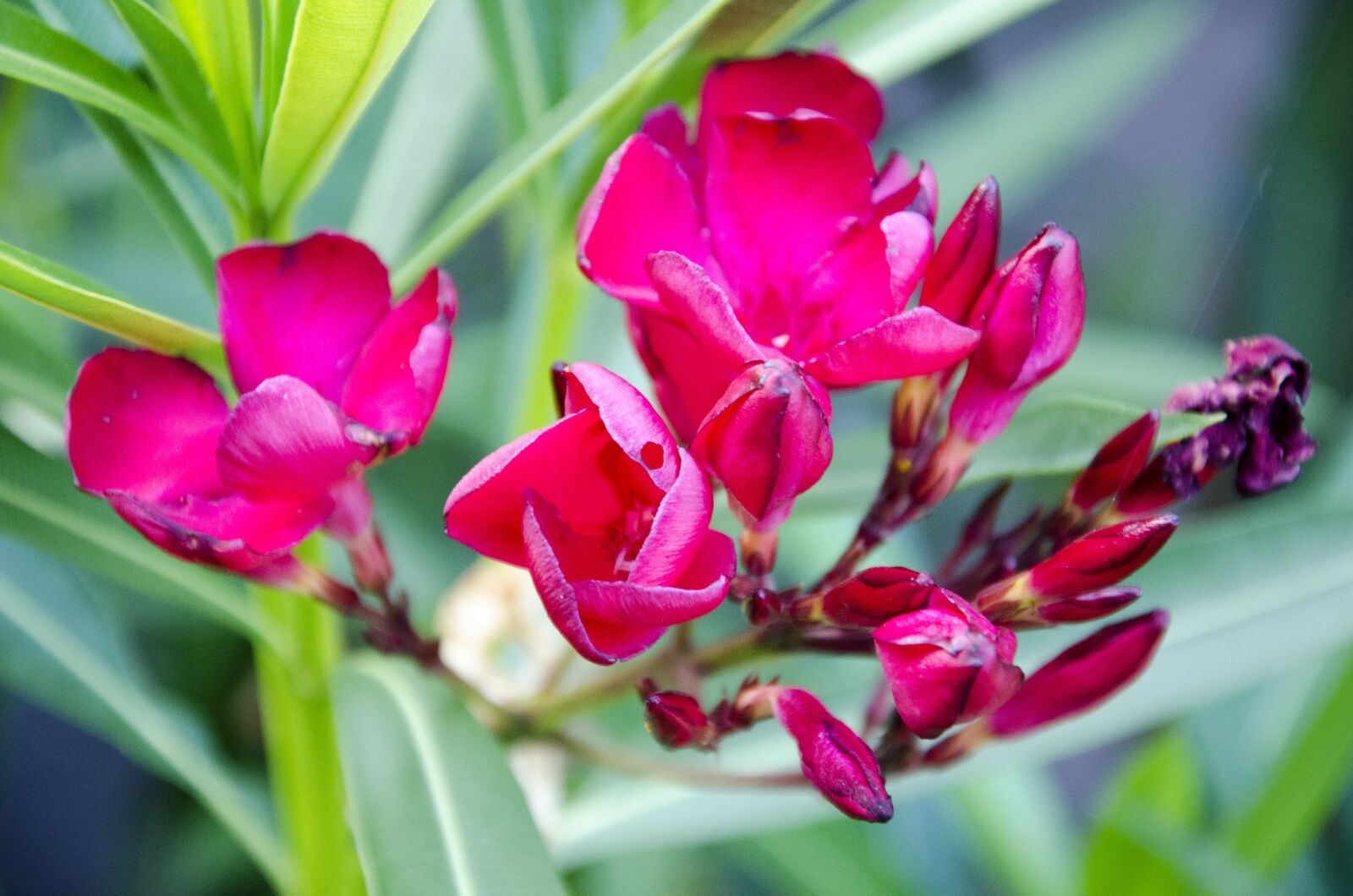 Nikon D5100 sample photo. Flowers, nature, garden photography