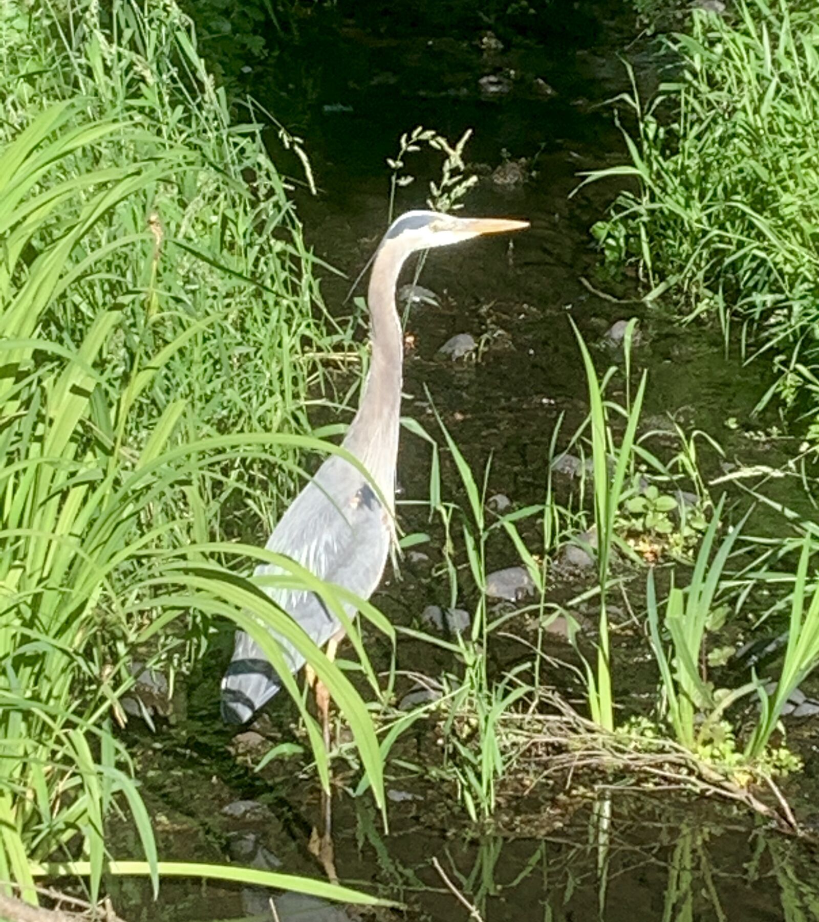 iPhone XR back camera 4.25mm f/1.8 sample photo. Ornithology, bird, nature photography