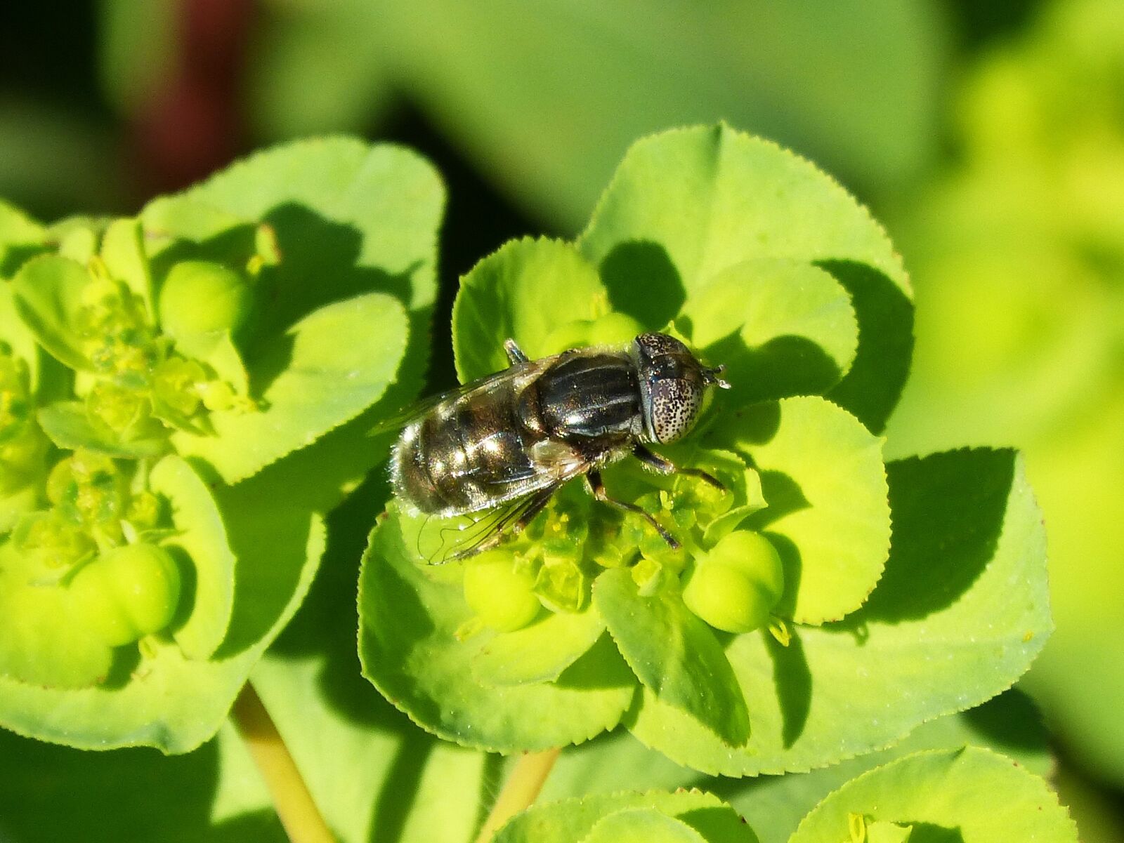 Panasonic DMC-FZ62 sample photo. Pixelated eyes bee, hoverfly photography