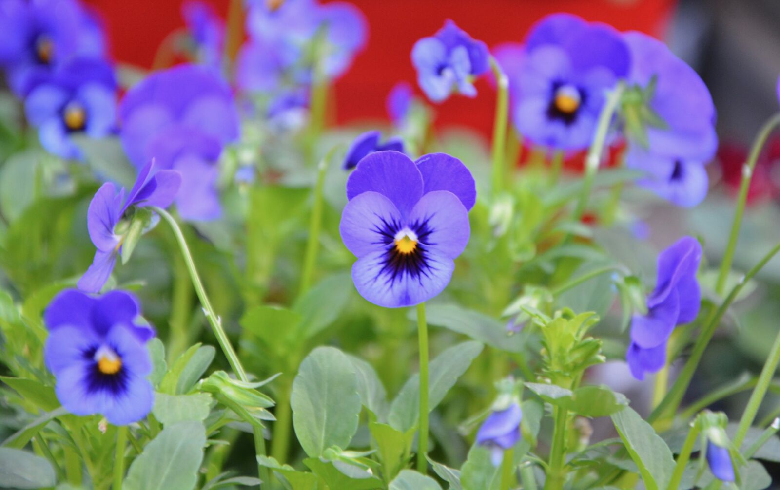 Nikon D5200 sample photo. Flowers, flower, jardiniere photography