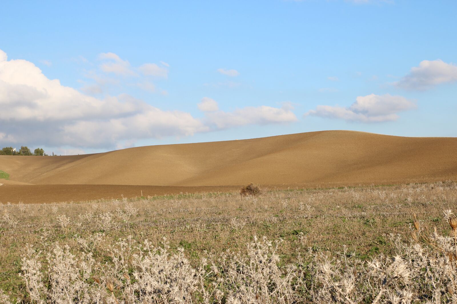 Canon EOS 600D (Rebel EOS T3i / EOS Kiss X5) sample photo. Wheat, landscape, sicily photography