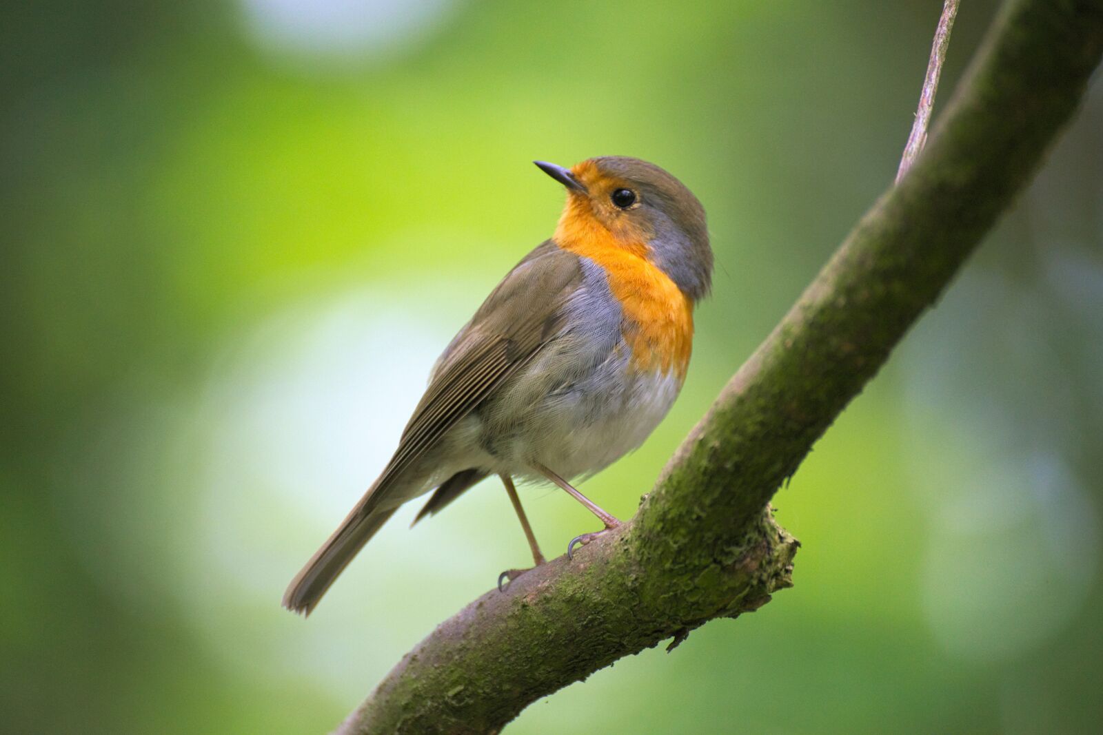 Nikon D600 sample photo. Robin, bokeh, bird photography