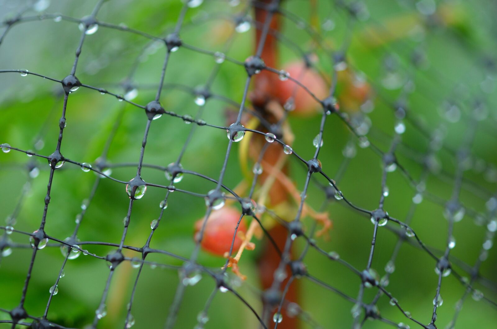 Nikon D7000 sample photo. Drop, rain, rain drops photography