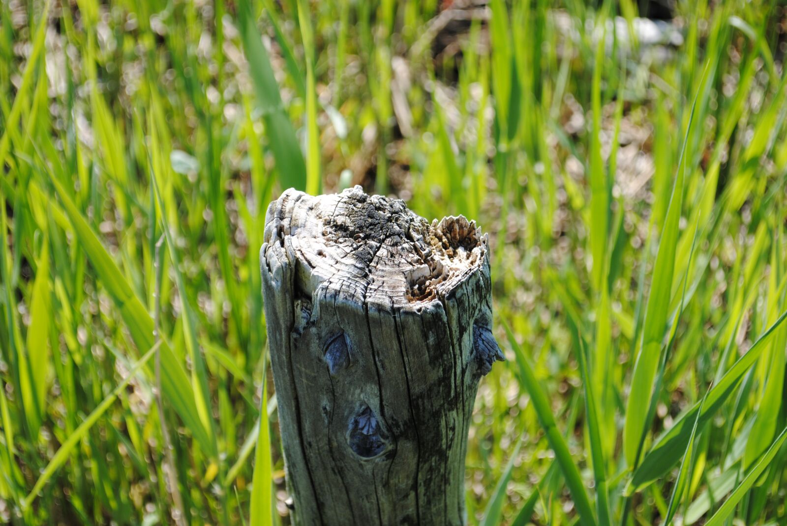 Nikon D3000 sample photo. Wood, pole, grass photography