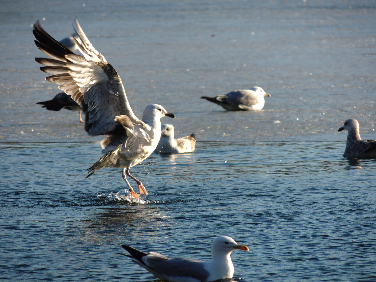 Nikon Coolpix P510 sample photo. Birds, nature, nature, park photography