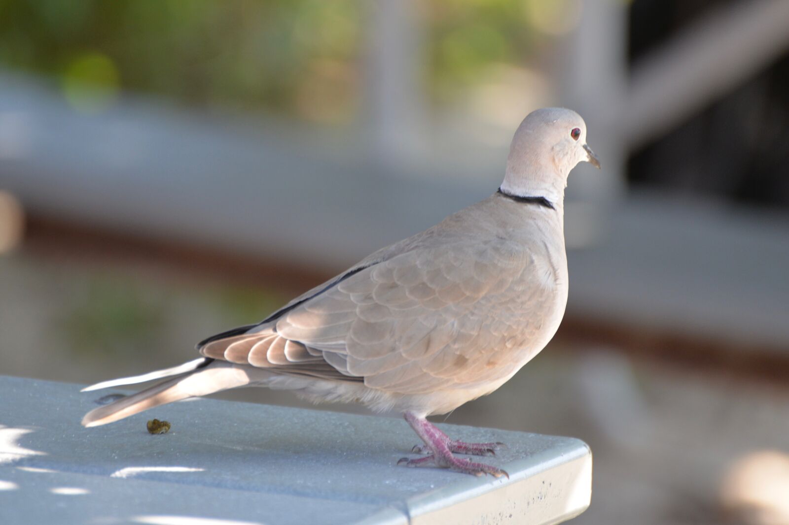 Nikon D610 sample photo. Dove, provence, summer photography