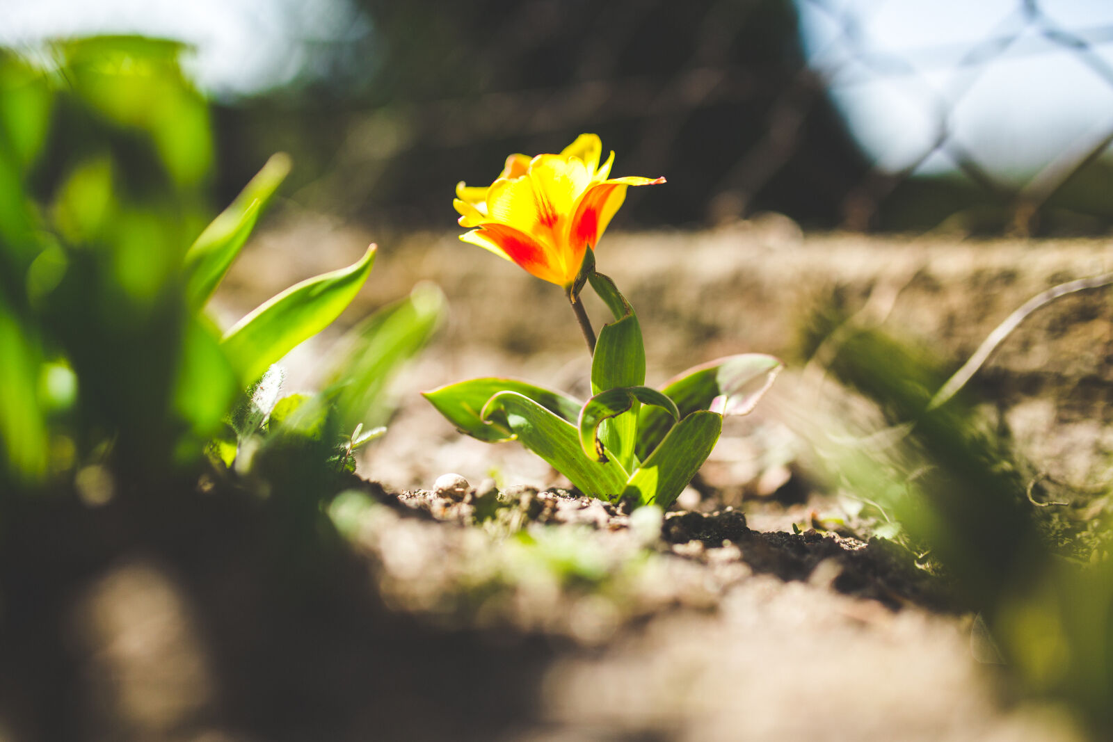 Canon EOS 6D + Sigma 35mm F1.4 DG HSM Art sample photo. Yellow, tulip, in, spring photography