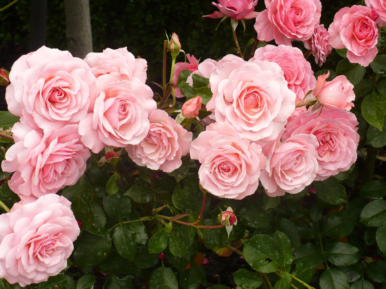 Panasonic DMC-LZ7 sample photo. Roses, pink, flower photography