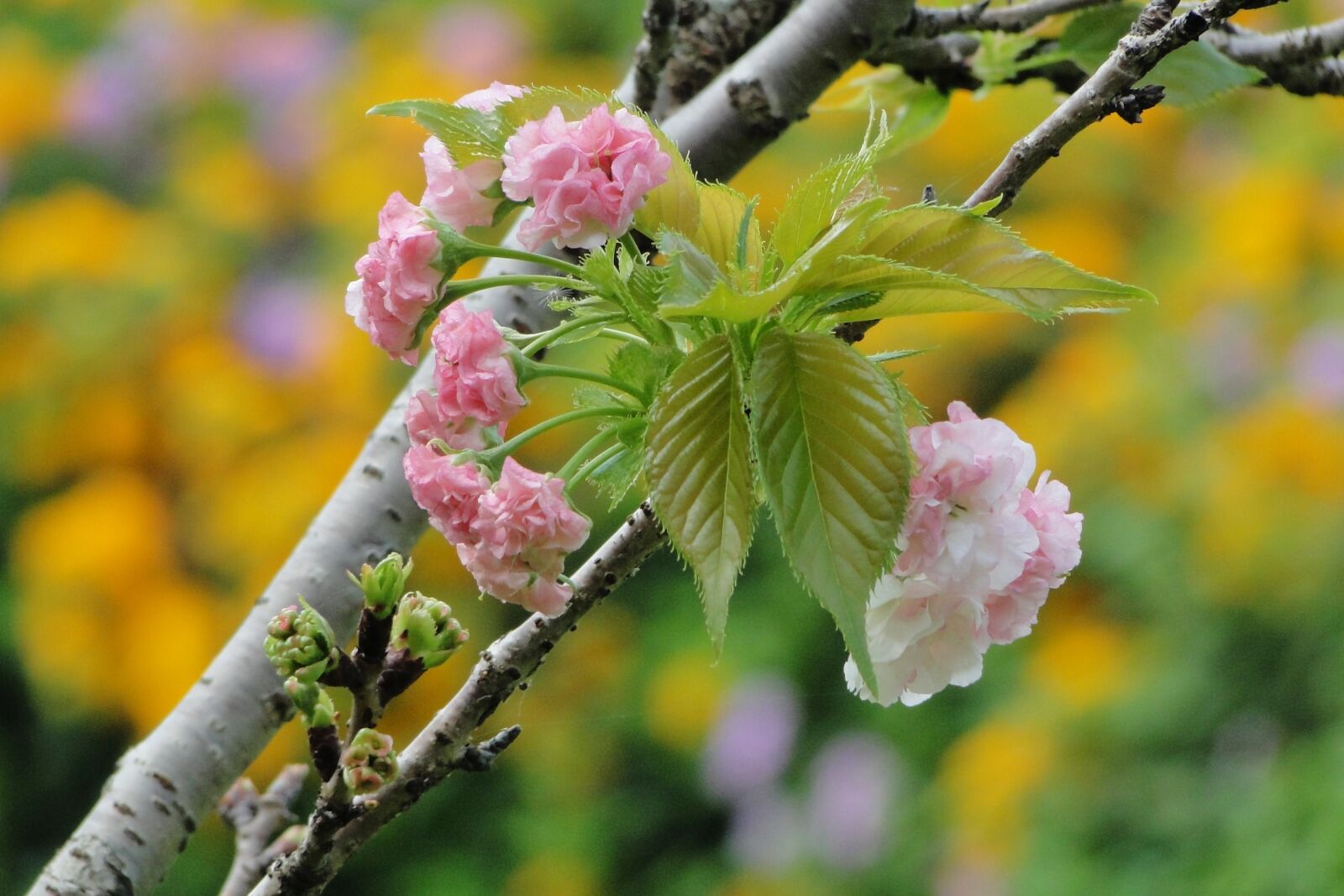 Sony Cyber-shot DSC-HX1 sample photo. Flower, cherry blossoms, chrysanthemum photography
