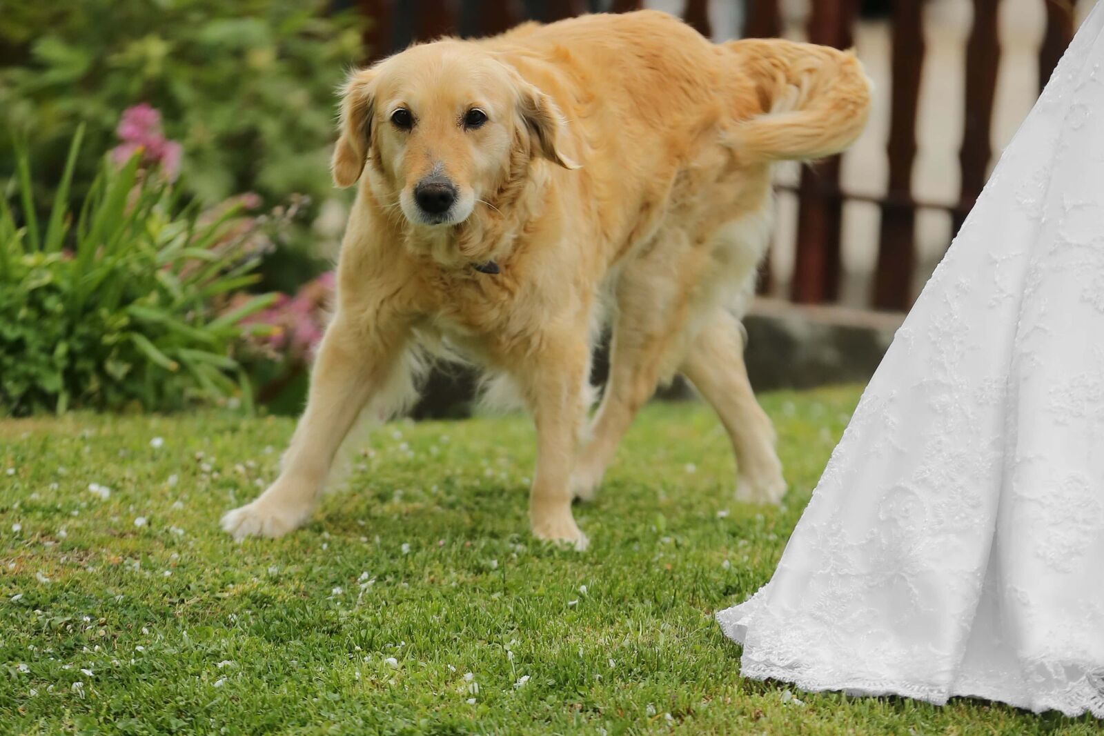 Canon EOS 5D Mark III sample photo. Labrador, golden glow, dog photography