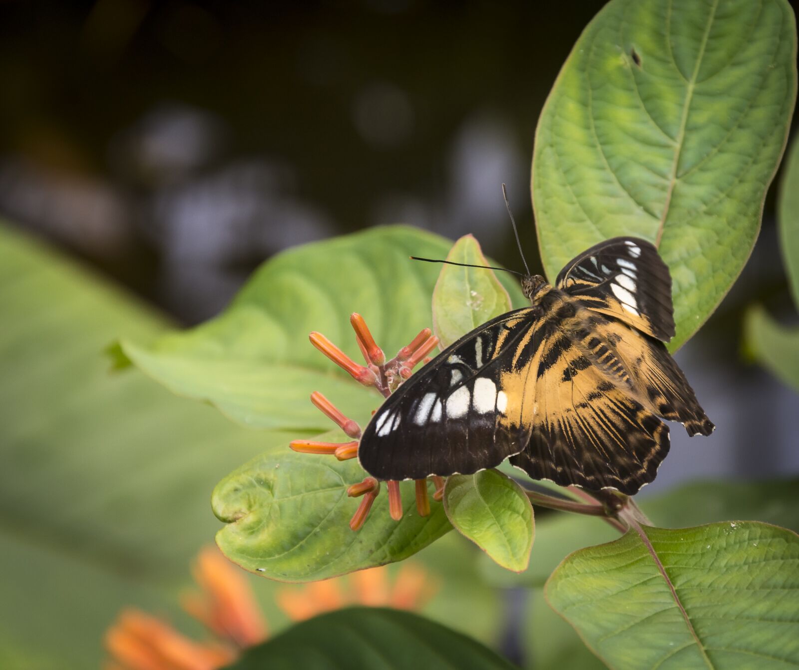Nikon D7200 sample photo. Butterfly, pretty, insect photography