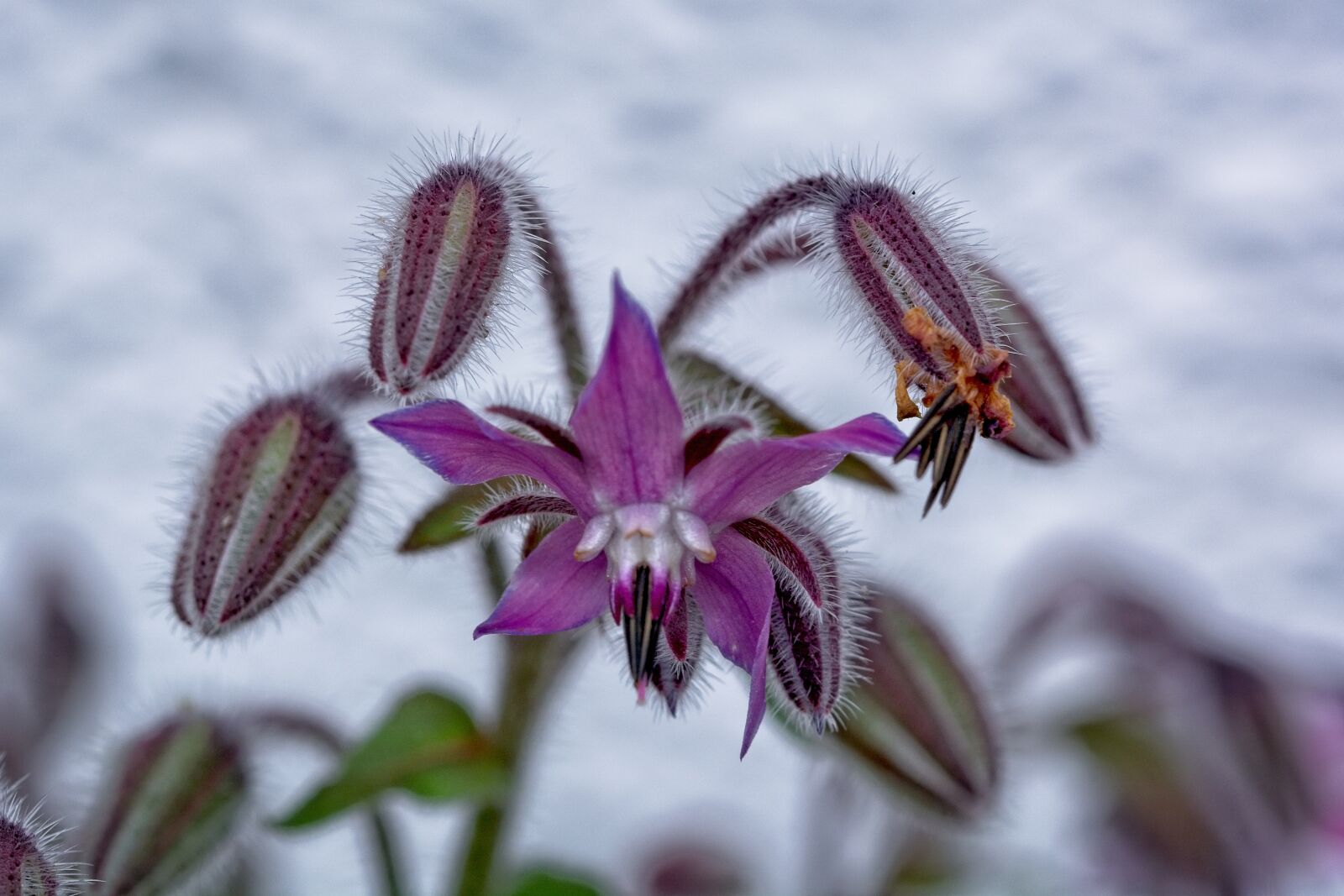 Sigma 105mm F2.8 EX DG OS HSM sample photo. Borage, cucumber herb, medicinal photography