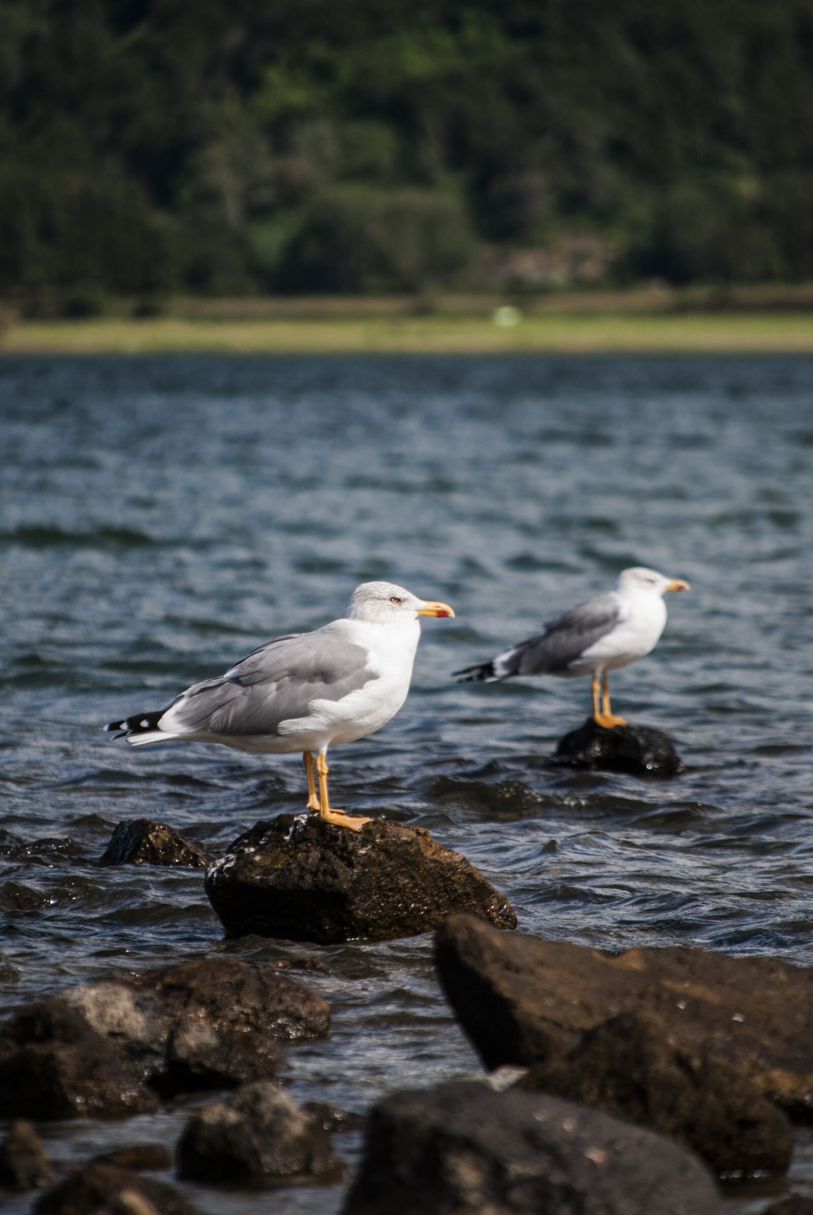 Nikon D3000 sample photo. Seagulls, lake, park photography