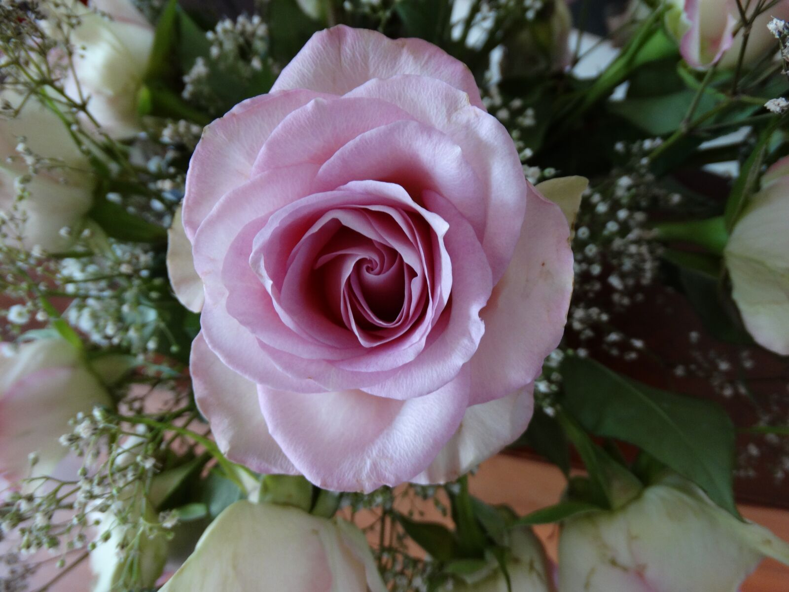 Sony Cyber-shot DSC-HX300 sample photo. Pink, rose, flower photography