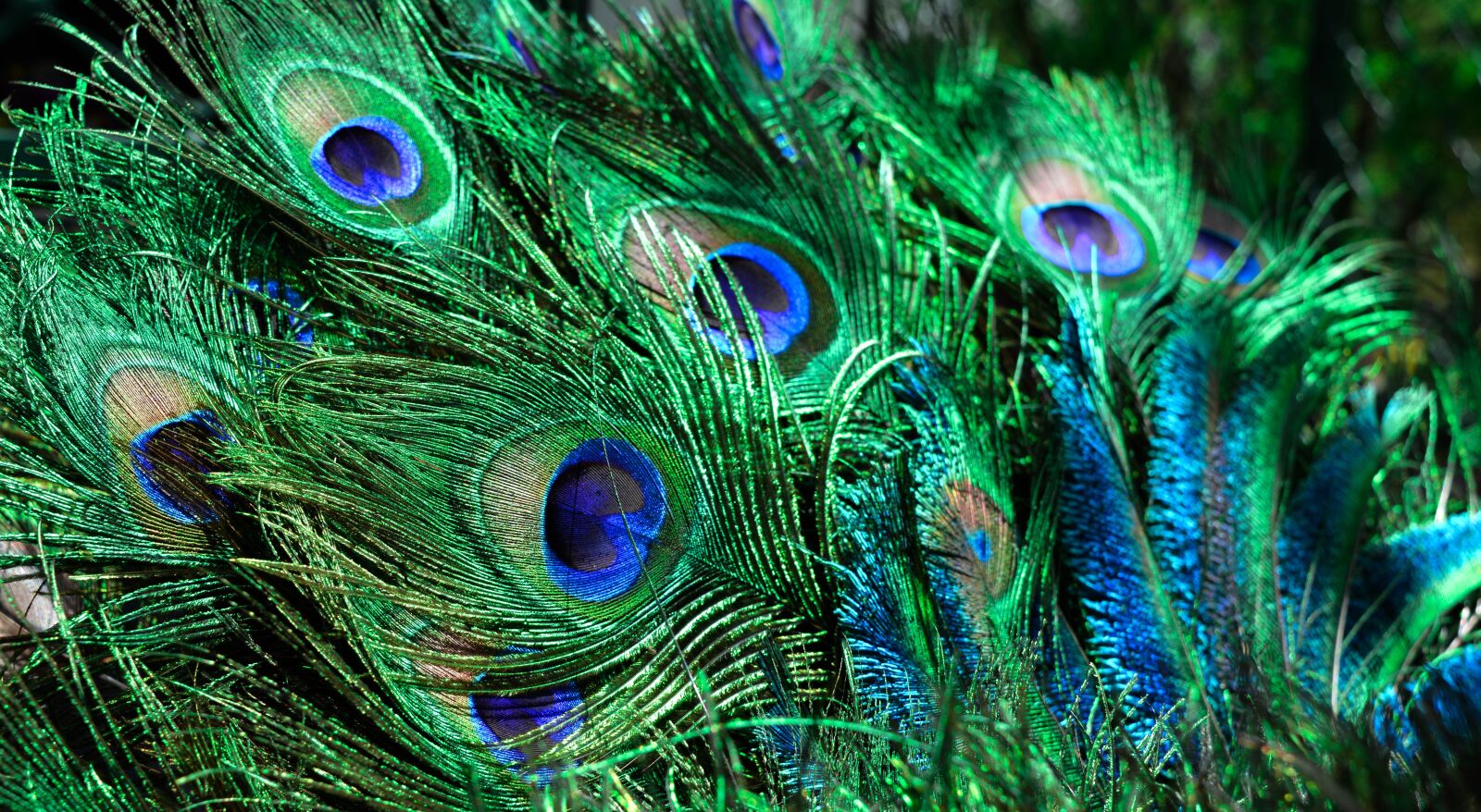 Nikon D5200 sample photo. Peacock feather, colorful, feather photography