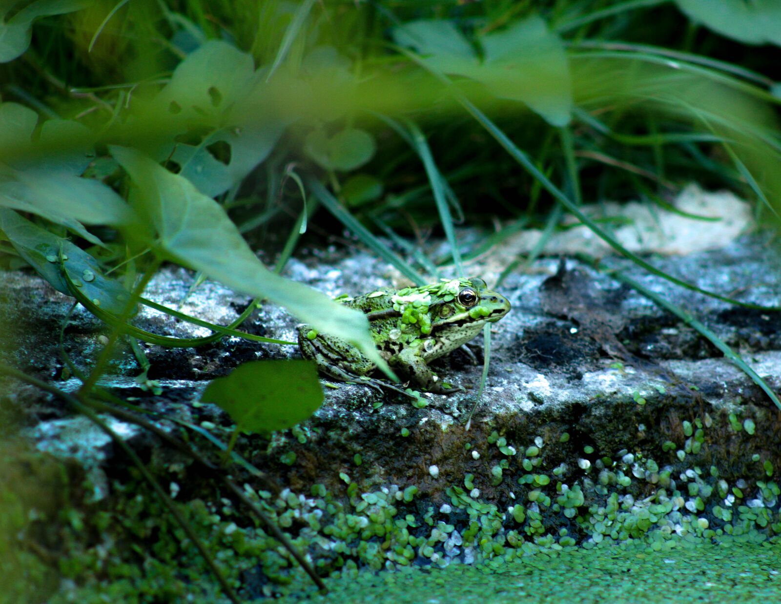 Canon EOS 2000D (EOS Rebel T7 / EOS Kiss X90 / EOS 1500D) sample photo. Frog, green, water photography