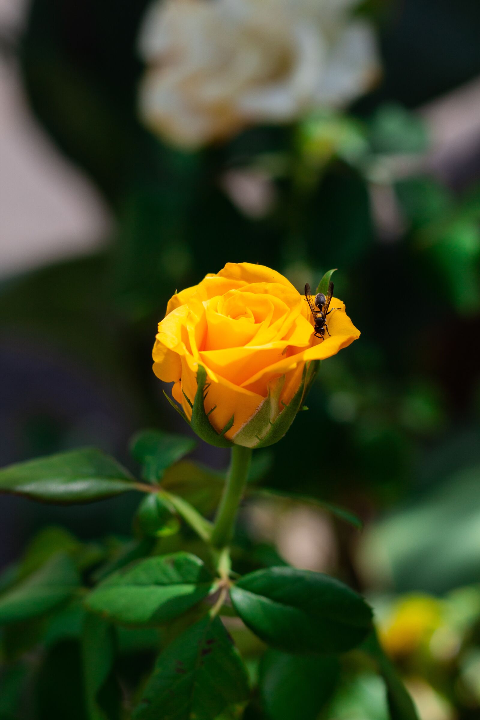 Canon EOS 700D (EOS Rebel T5i / EOS Kiss X7i) + Canon EF 50mm F1.8 STM sample photo. Rosa, yellow, flower photography