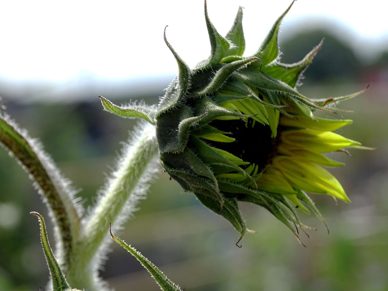 Sony Cyber-shot DSC-HX400V sample photo. Sunflower, flower, summer photography