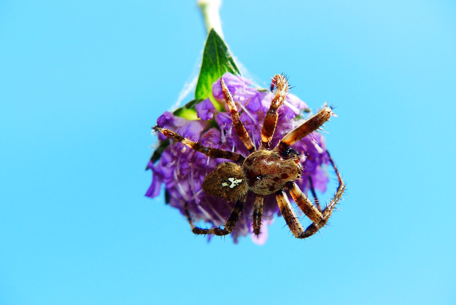 Panasonic Lumix DMC-FZ200 sample photo. Crusader garden, female, spider photography