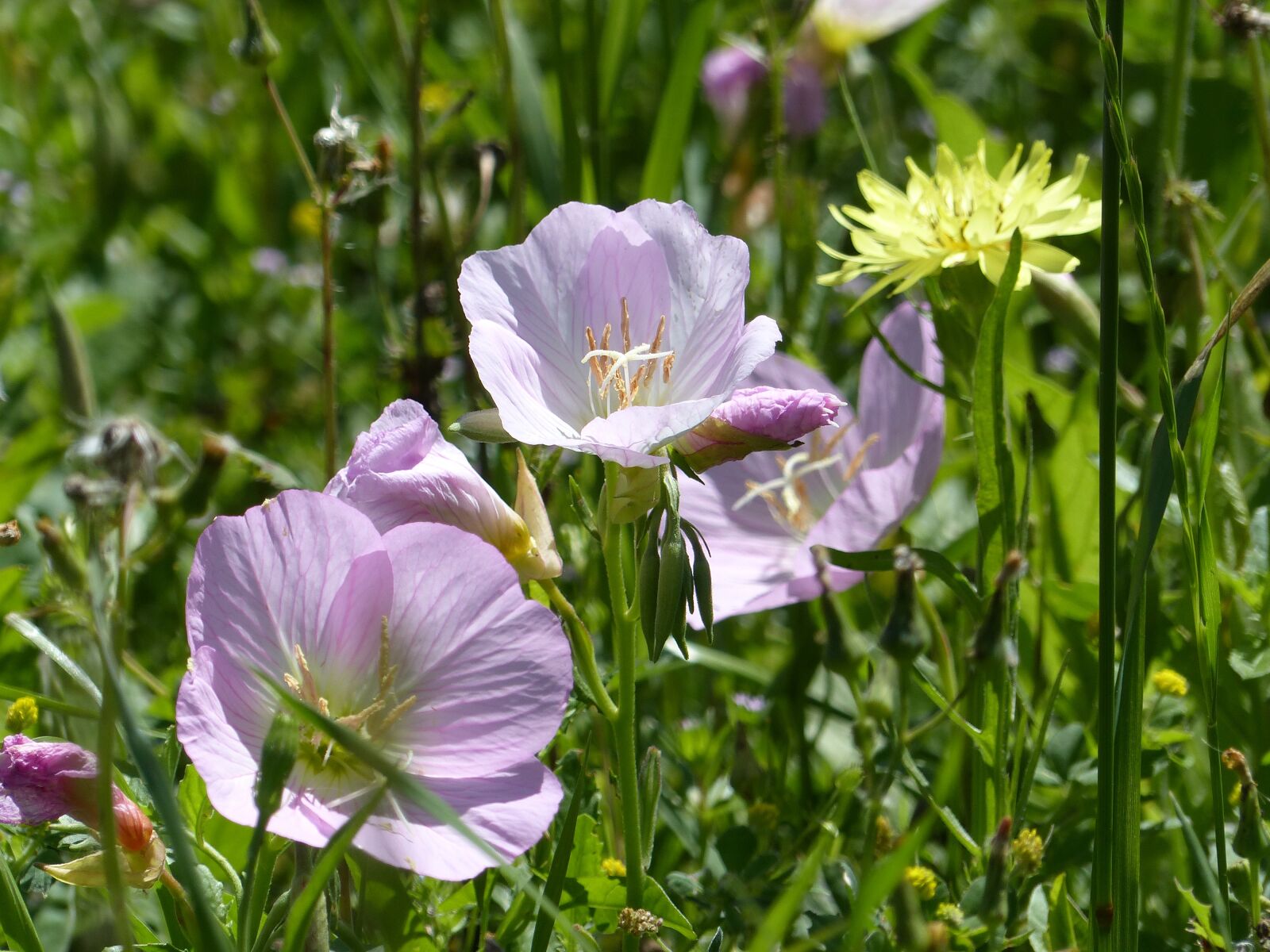 Panasonic Lumix DMC-FZ200 sample photo. Wildflower, texas, pink photography