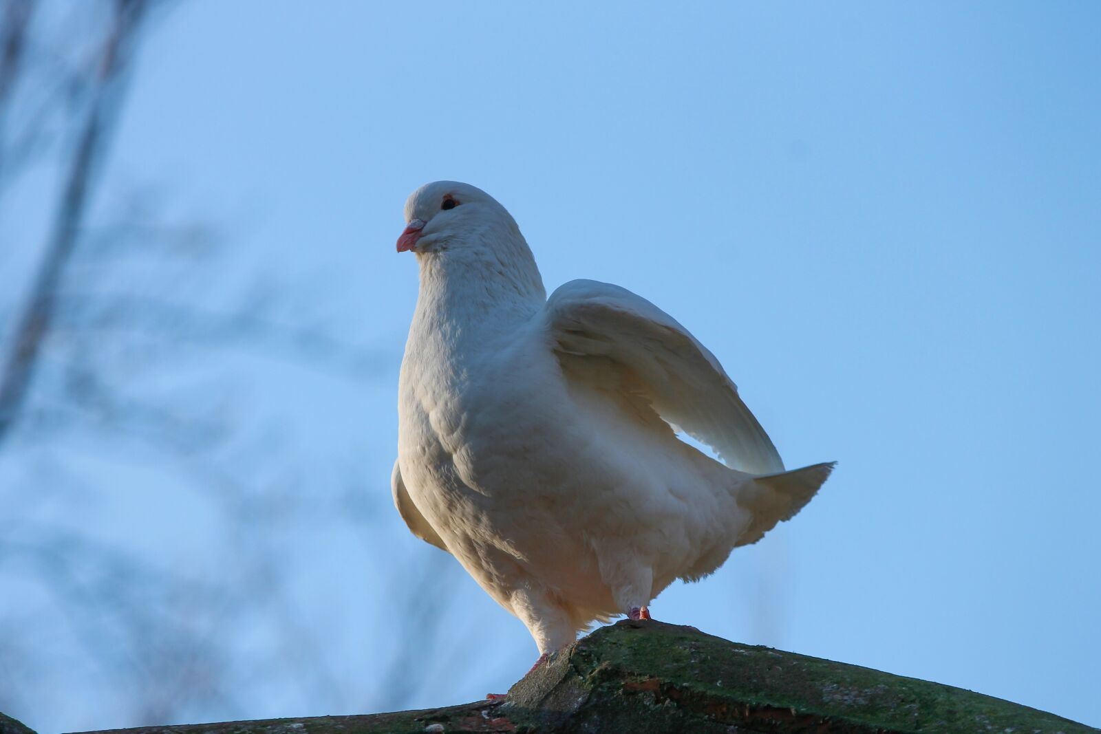 Canon EOS 1100D (EOS Rebel T3 / EOS Kiss X50) sample photo. Dove, white, bird photography