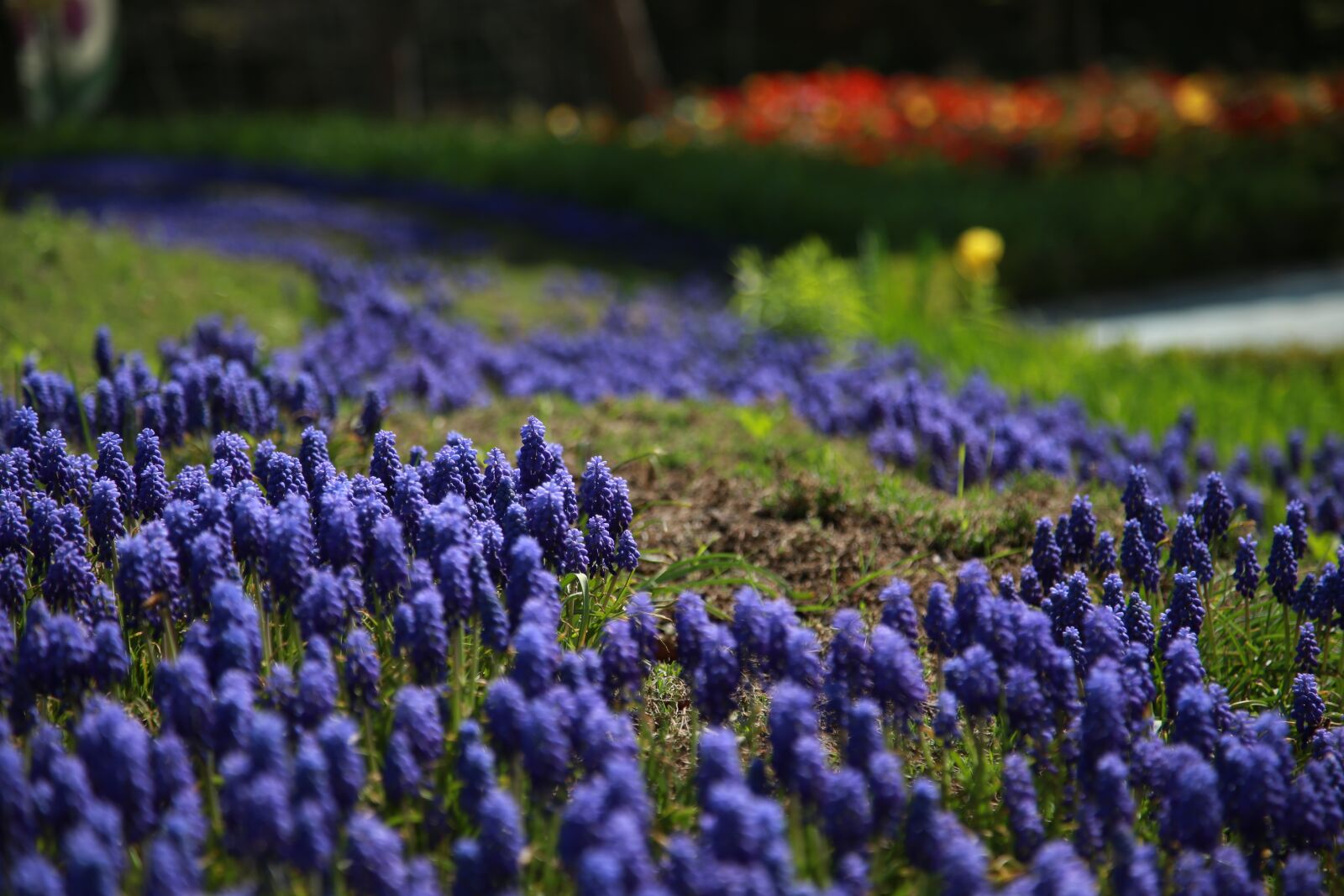 Canon EOS 6D + Canon EF 24-105mm F4L IS USM sample photo. Muscat and, hyacinth, wildflower photography