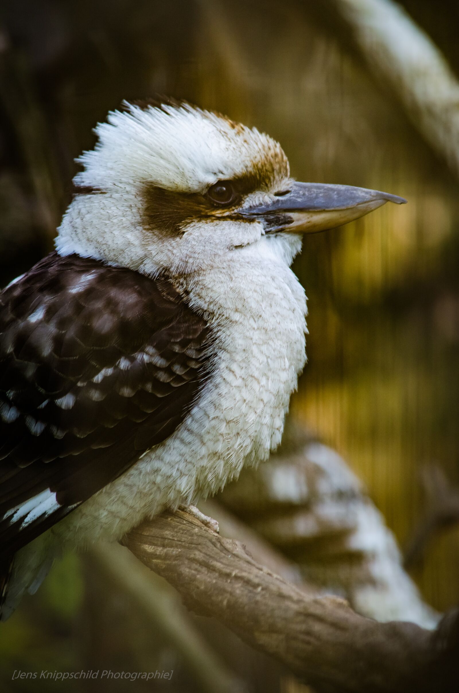 Nikon D5100 sample photo. Laughing hans, bird, plumage photography